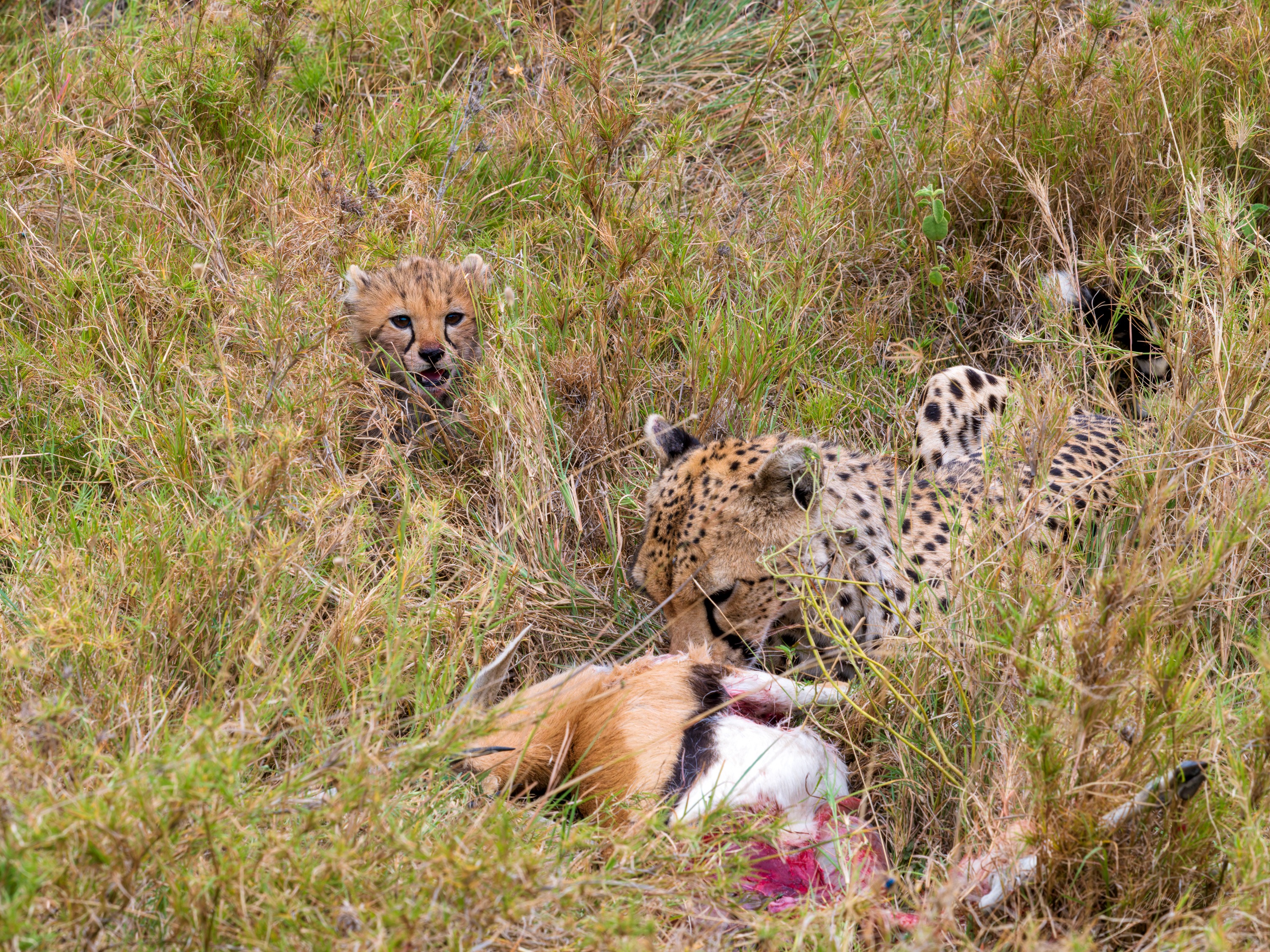 The cheetah and cub at the kill again, one head raised and turned to the side, dense grass all around them.