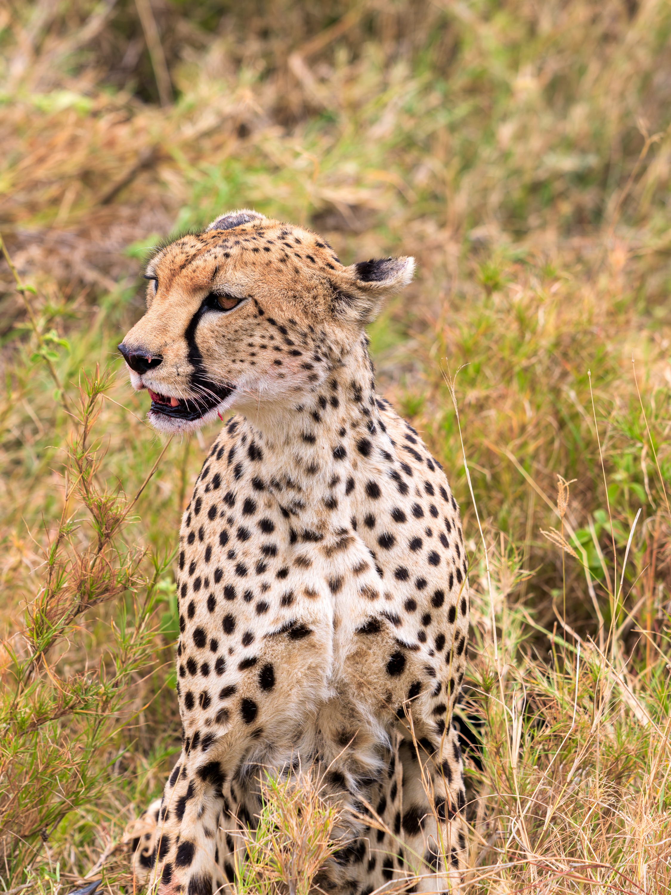 A cheetah sitting upright in tall grass, chest forward, looking off to the side, its spotted coat lit by afternoon sun.