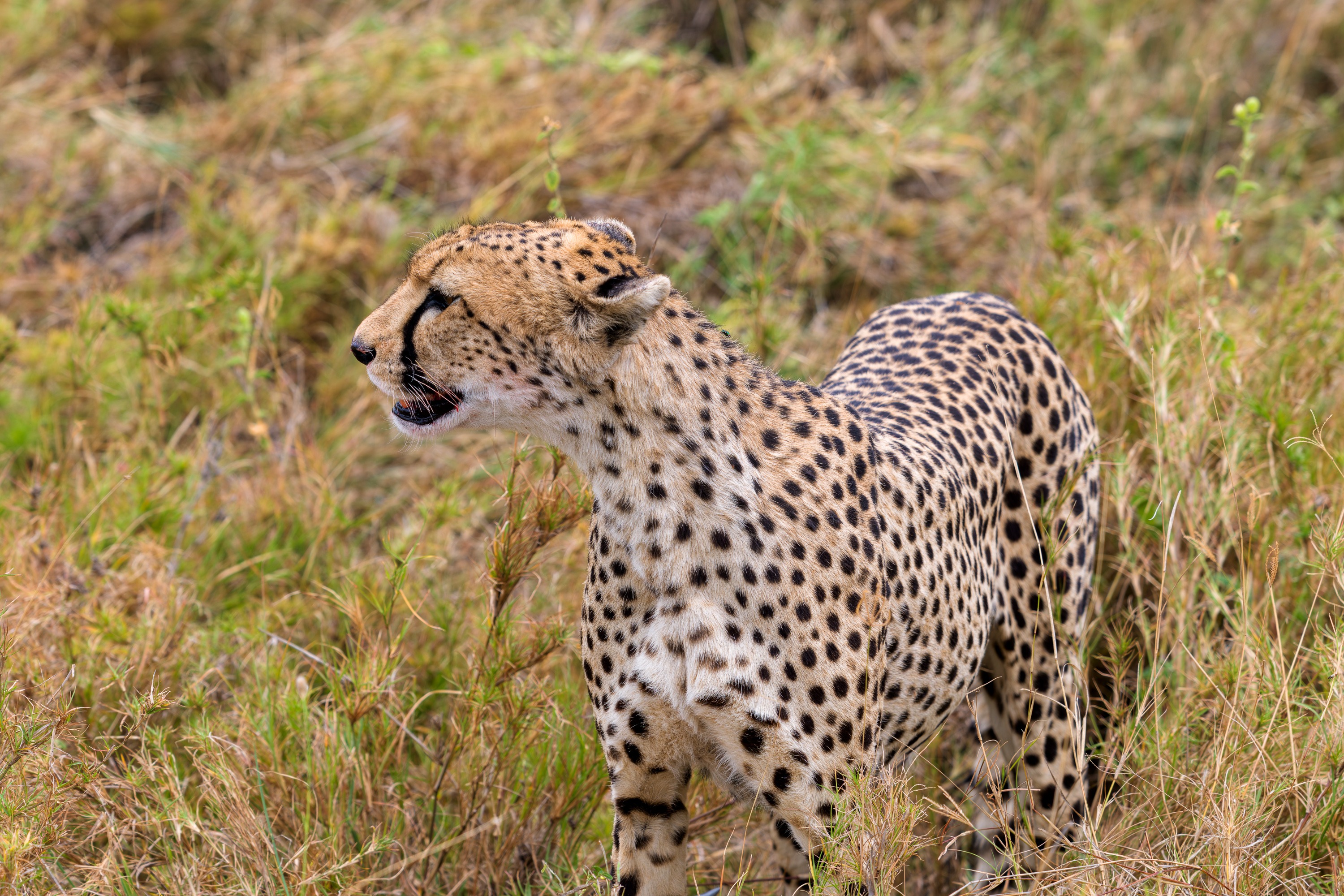 A cheetah standing in the grass in profile, long-bodied and lean, its head turned back over its shoulder.