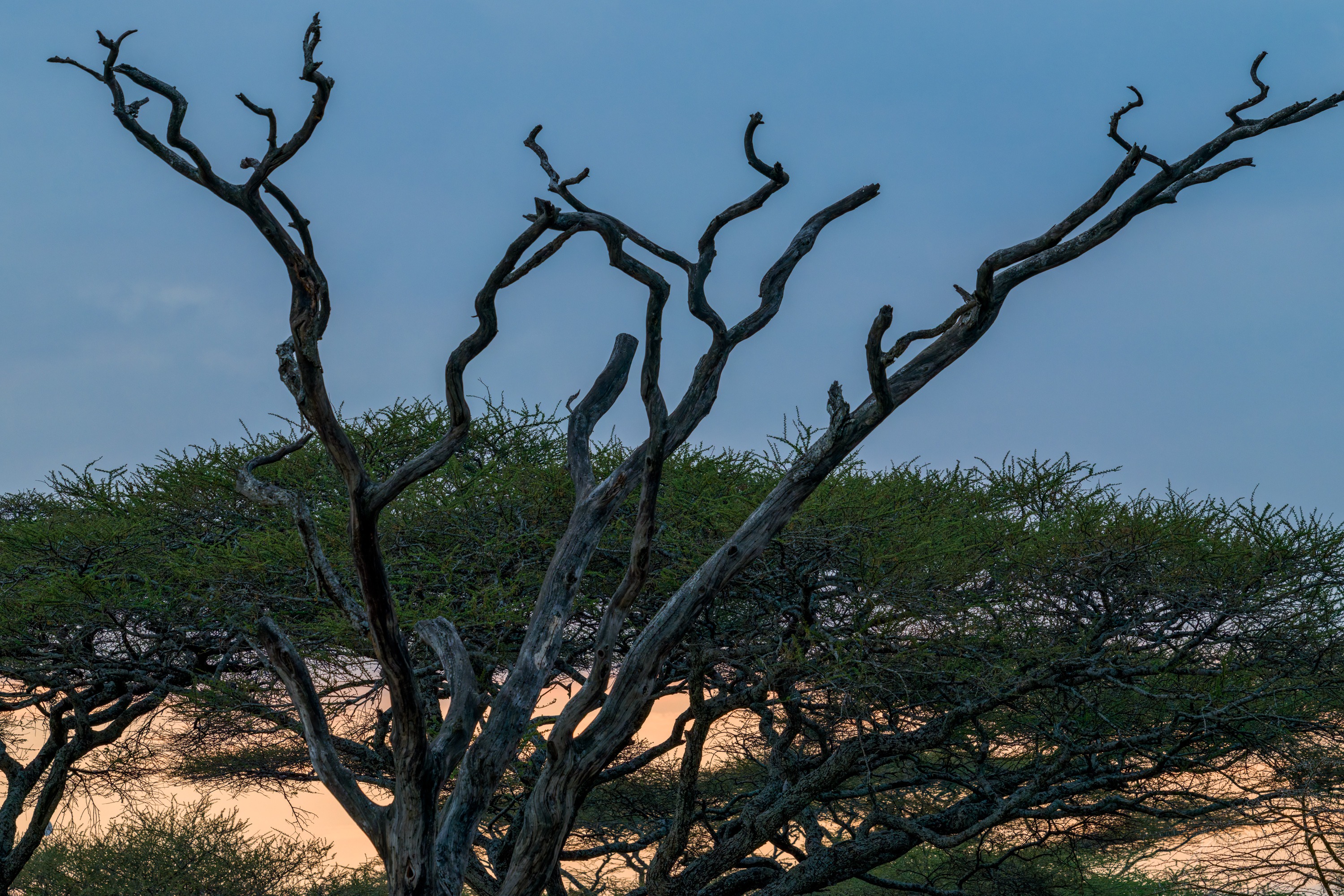 A bare, spreading tree in full silhouette against a dusky sky, its thin branches fanned wide, the plain below almost black.