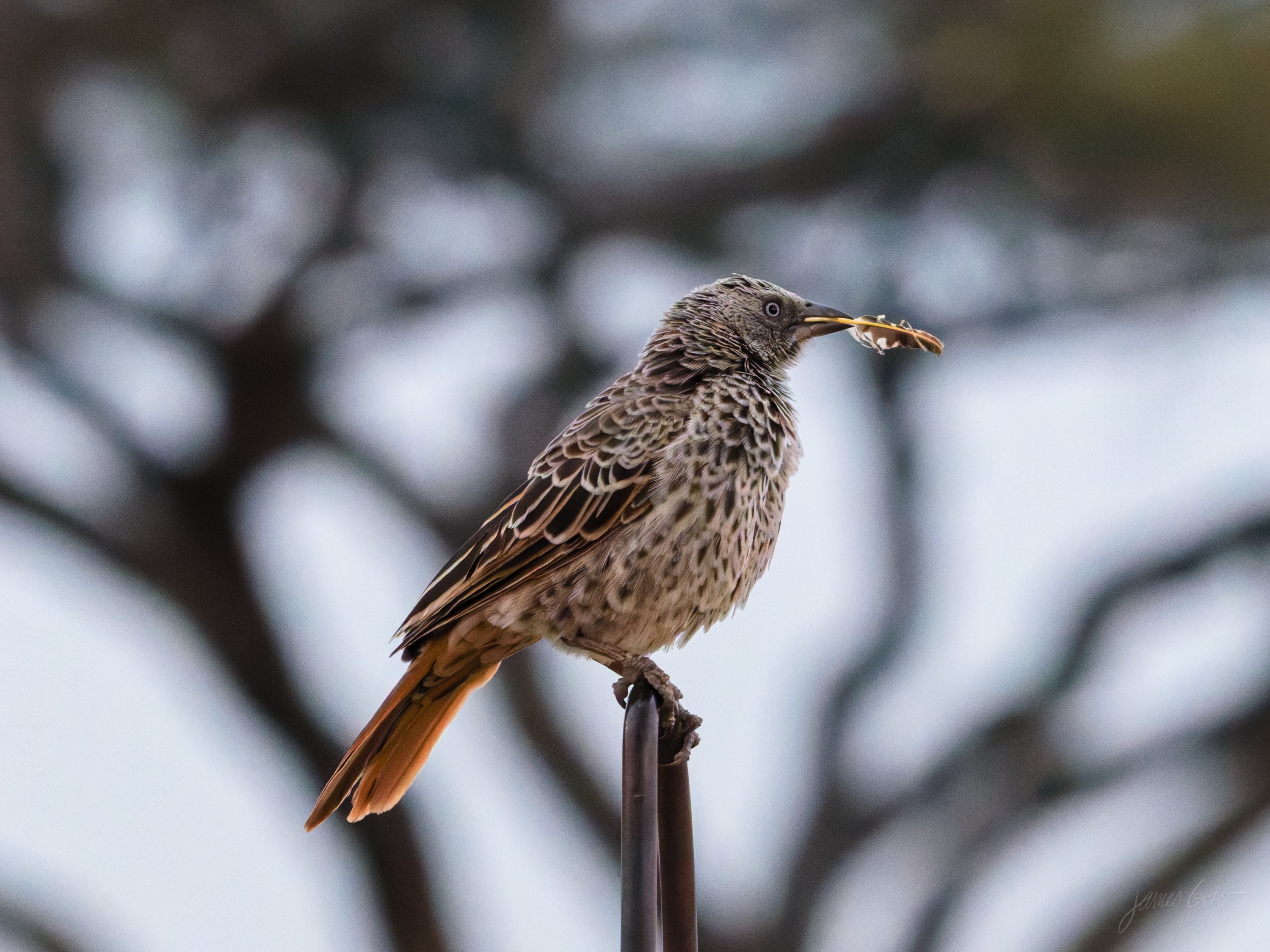 A small bird perched on a thin bare branch against a dim, fading sky at dusk, reduced almost to a dark shape.