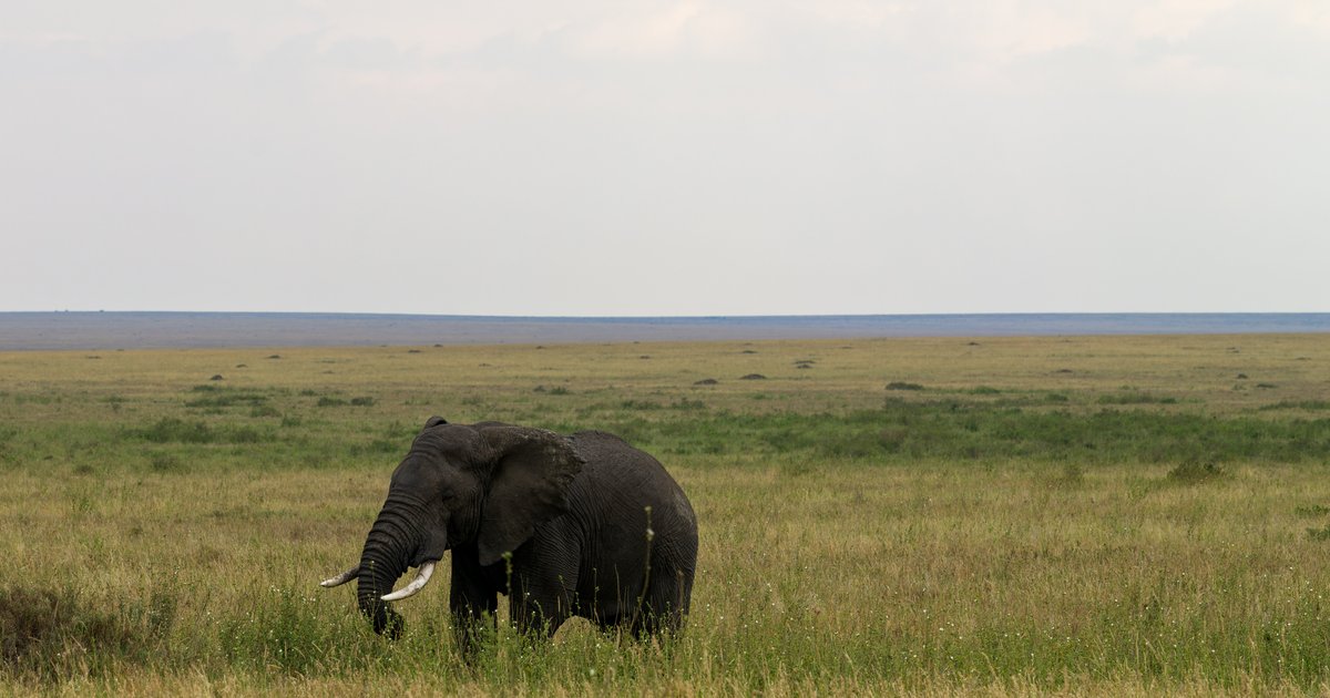 Serengeti dusk