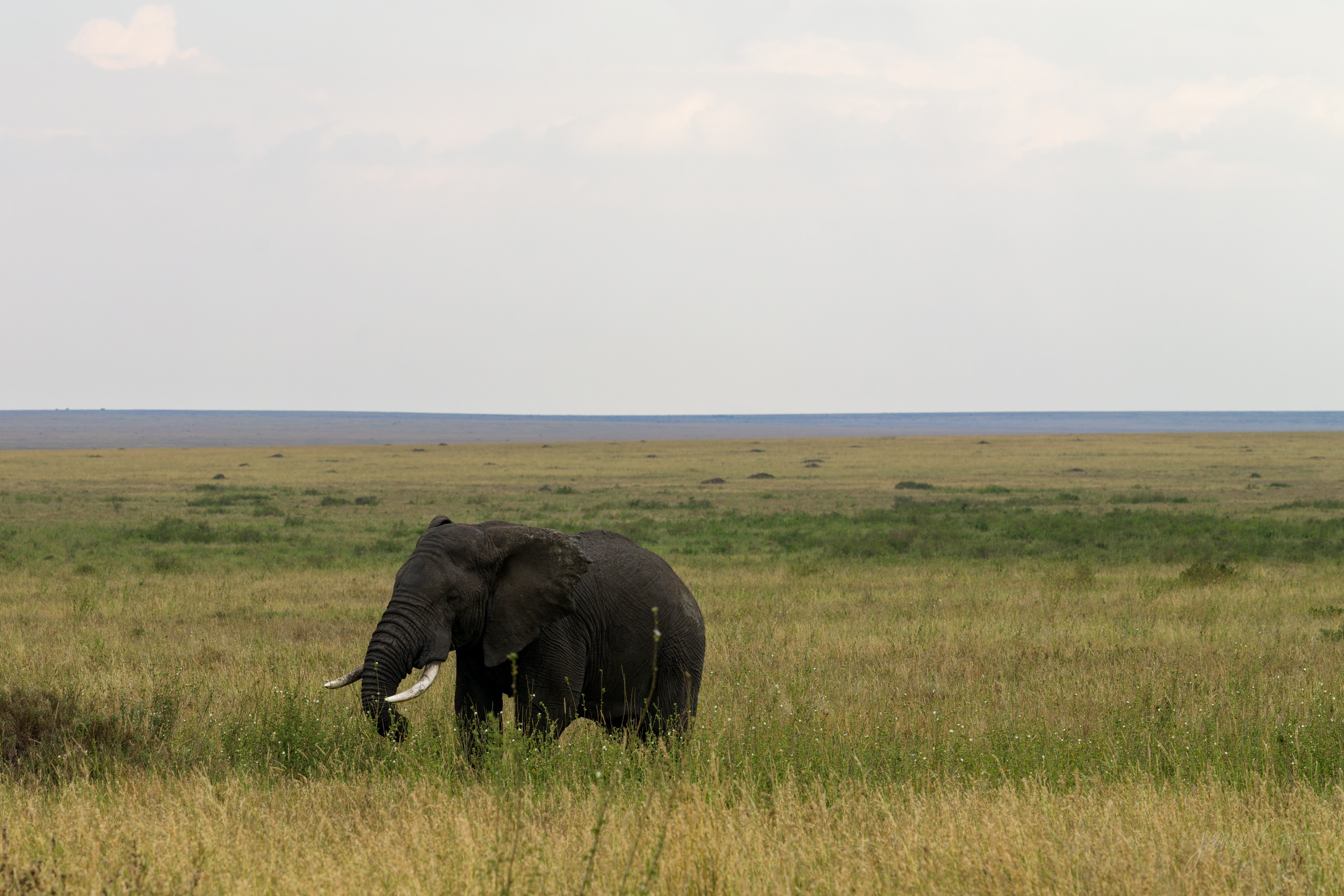 A single elephant grazing in tall golden grass in low evening light, its body warm-lit, a dark treeline behind it.