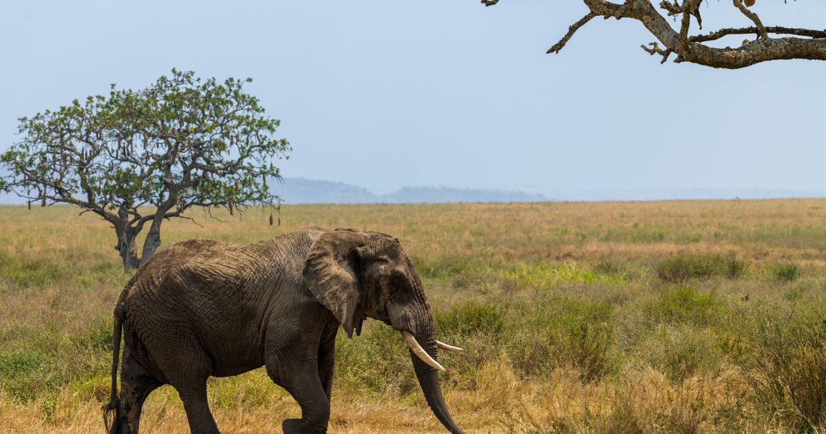 Elephant and guineafowl
