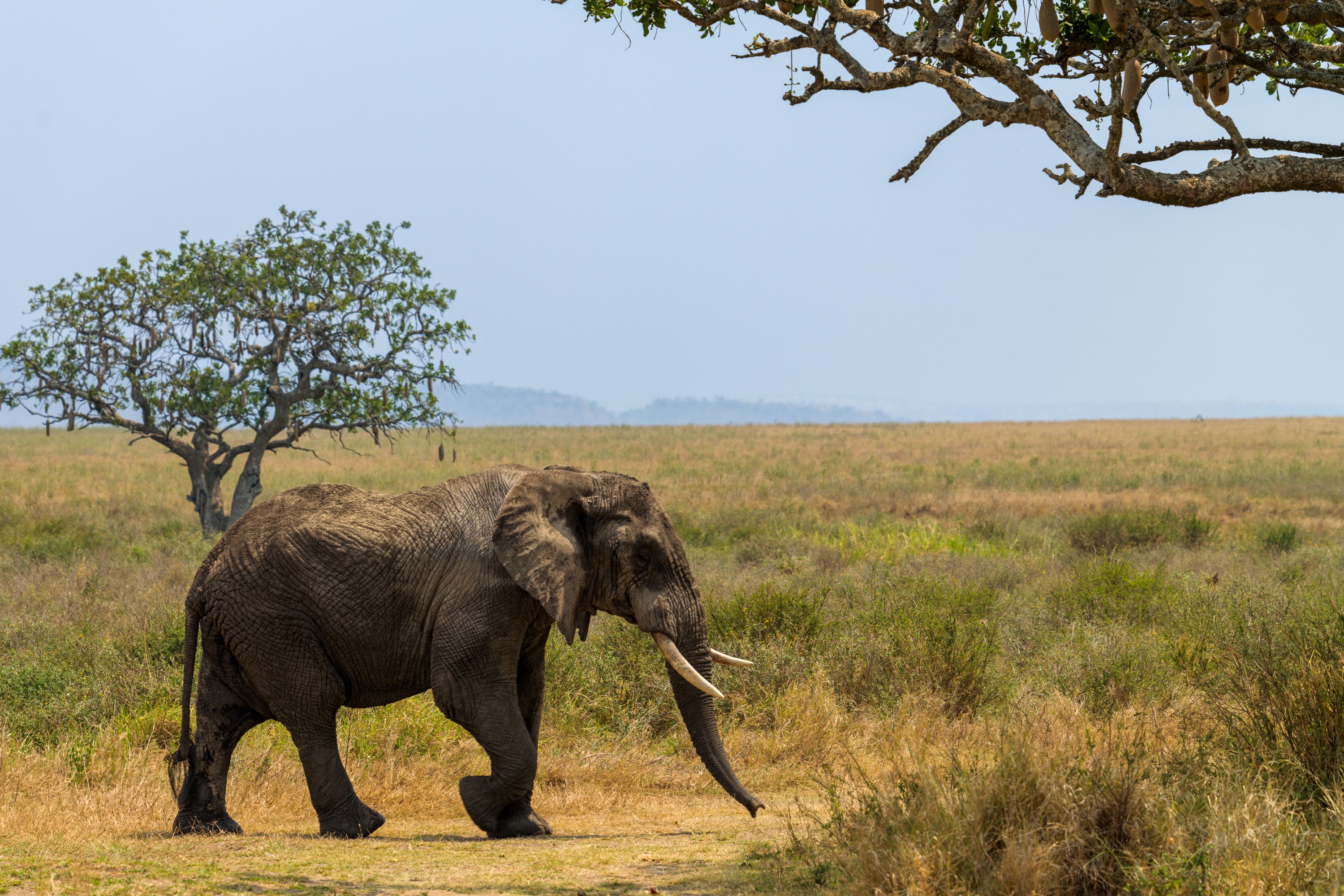 An elephant walking across open savannah beneath a single flat-topped tree, dry grass around it, low hills on the horizon.
