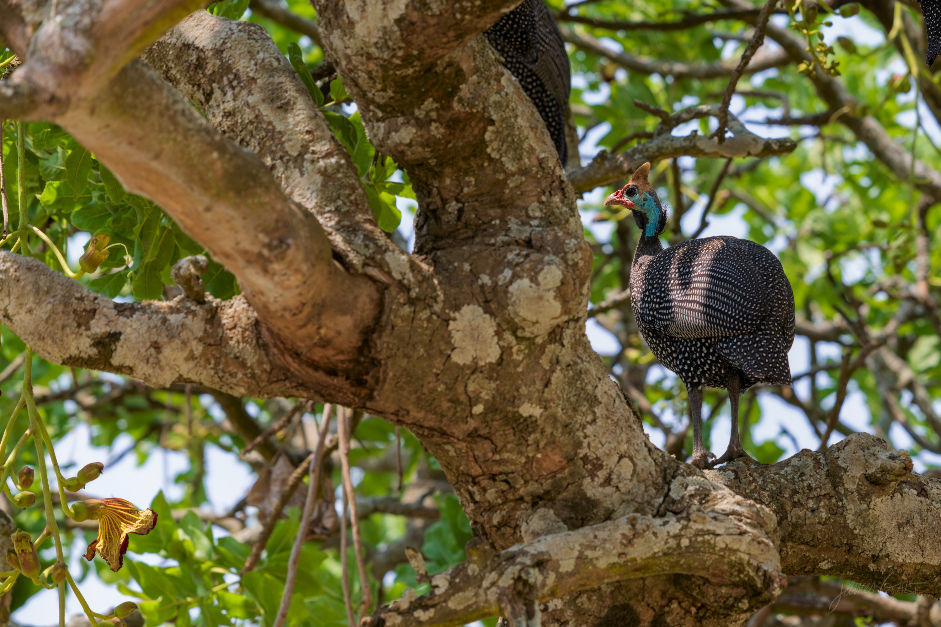 A guineafowl with a spotted grey body and a bare blue-and-red head perched among the bare branches of a tree against a pale sky.