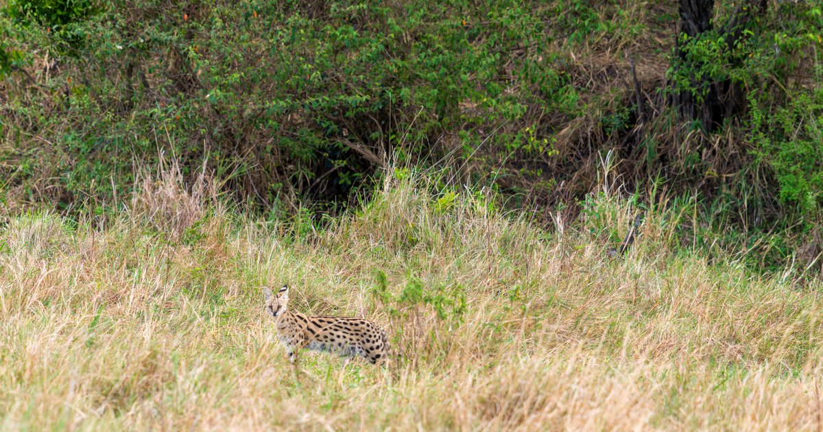 First drive, Serengeti