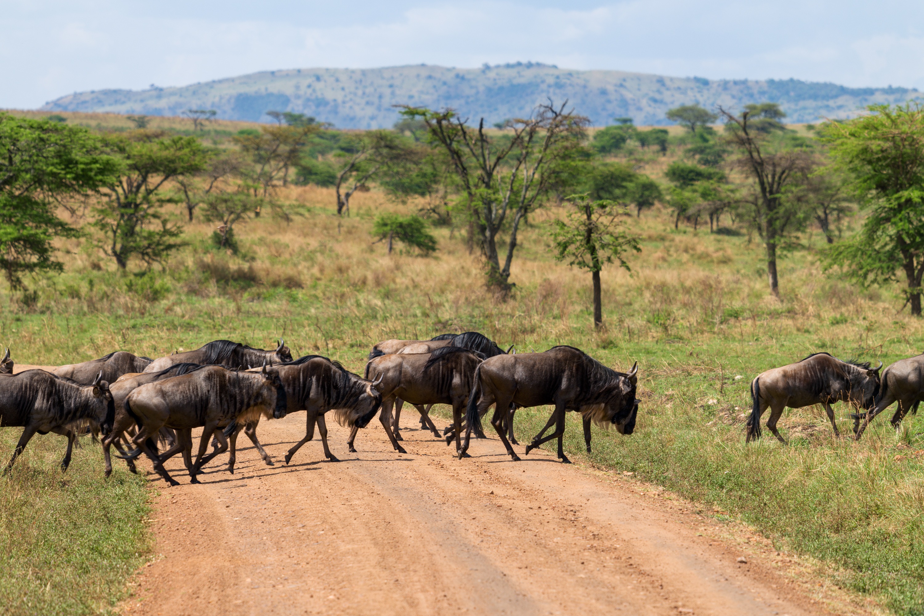 A line of wildebeest crossing a dirt track through open grassland, dust rising behind them, more of the herd in the scrub on either side.