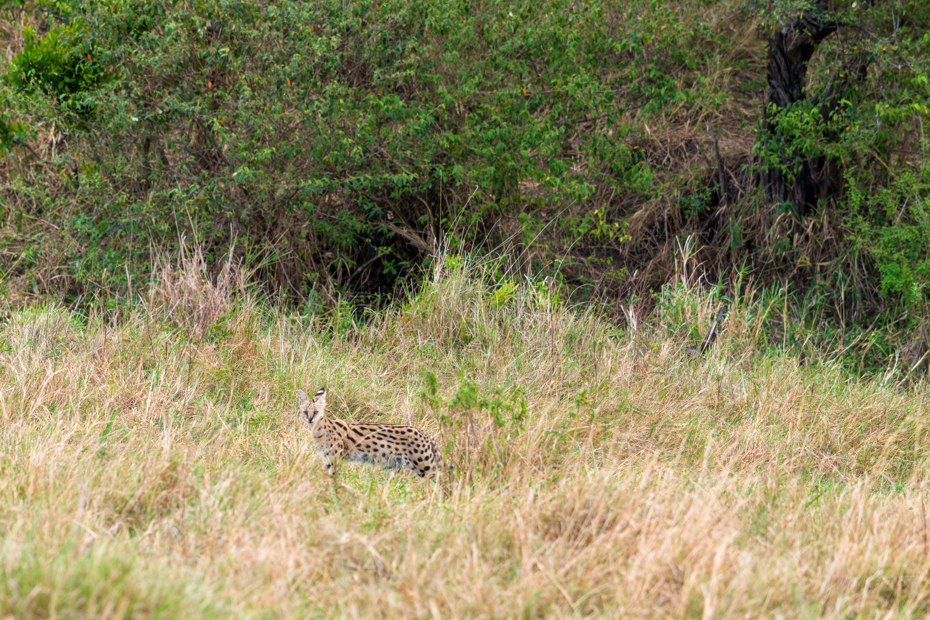 A leopard lying low in tall golden grass at the edge of bushes, its spotted coat blending into the dry stems, head turned toward the camera.