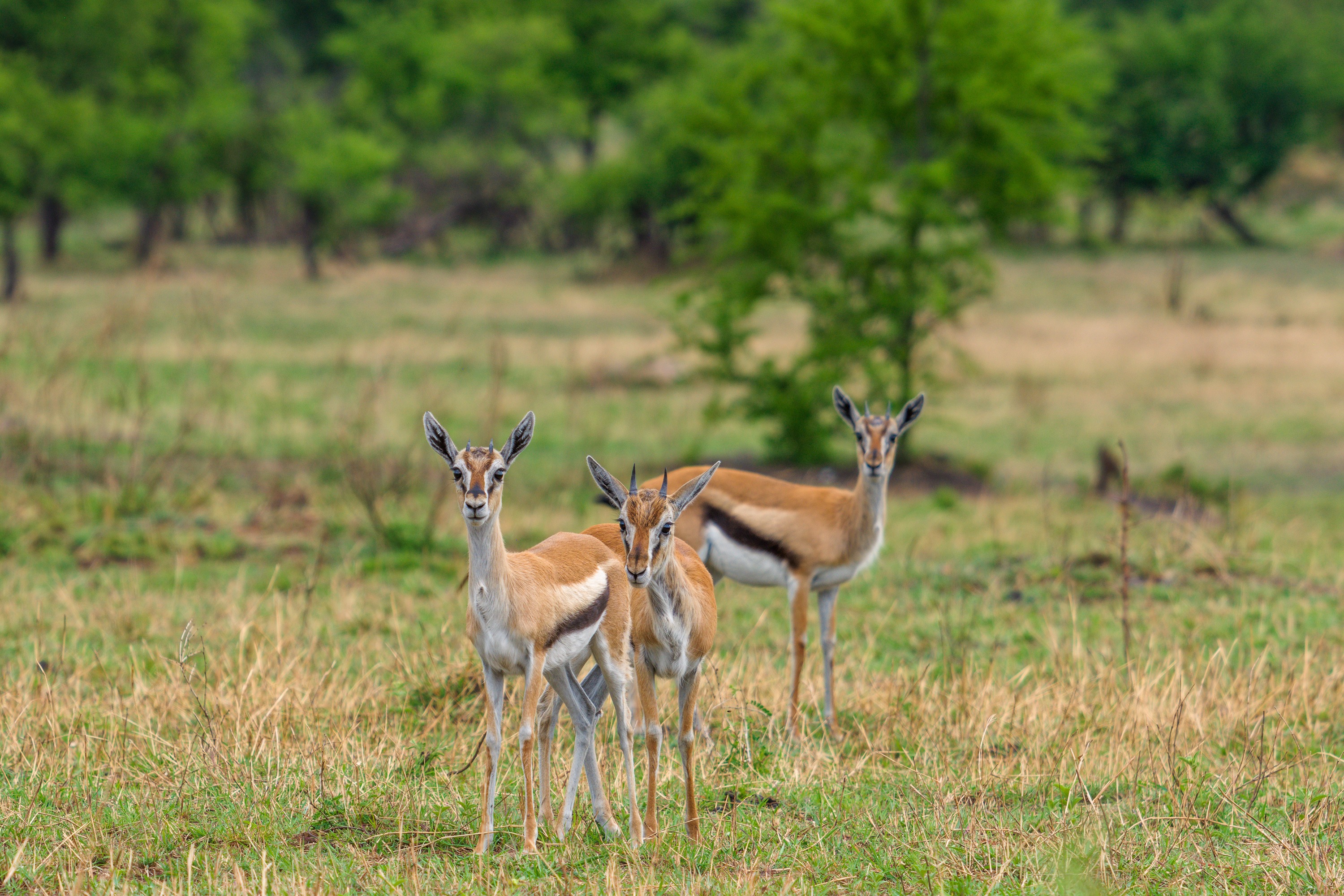 Two Thomson's gazelles standing alert in short grass, facing the camera, scattered green bushes behind them.