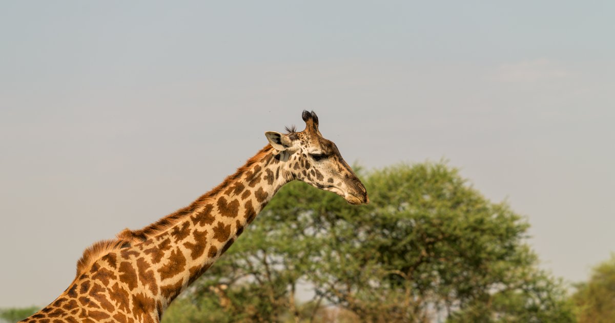 Giraffe and hippos