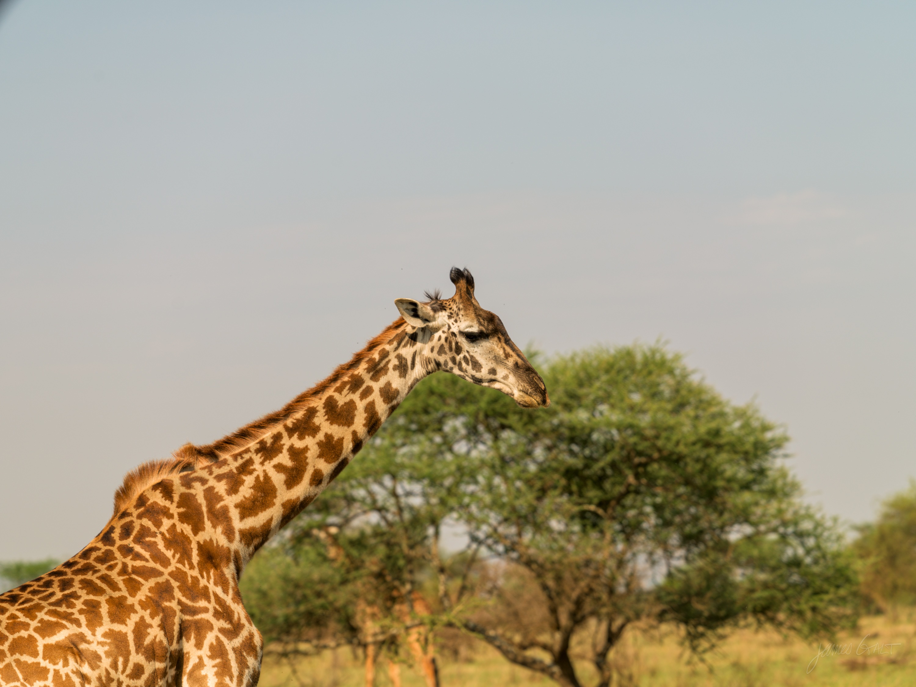 A giraffe standing beside flat-topped acacia trees on the savannah, neck raised, dry grass in the foreground under a pale sky.