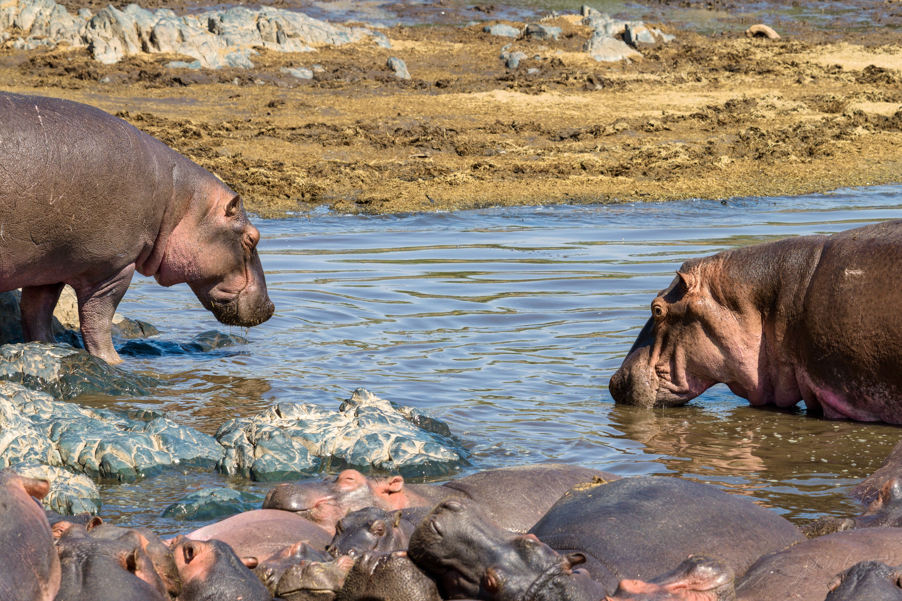 Several hippos crowded together in the muddy shallows of a waterhole, mostly submerged, a pale dry bank behind them.