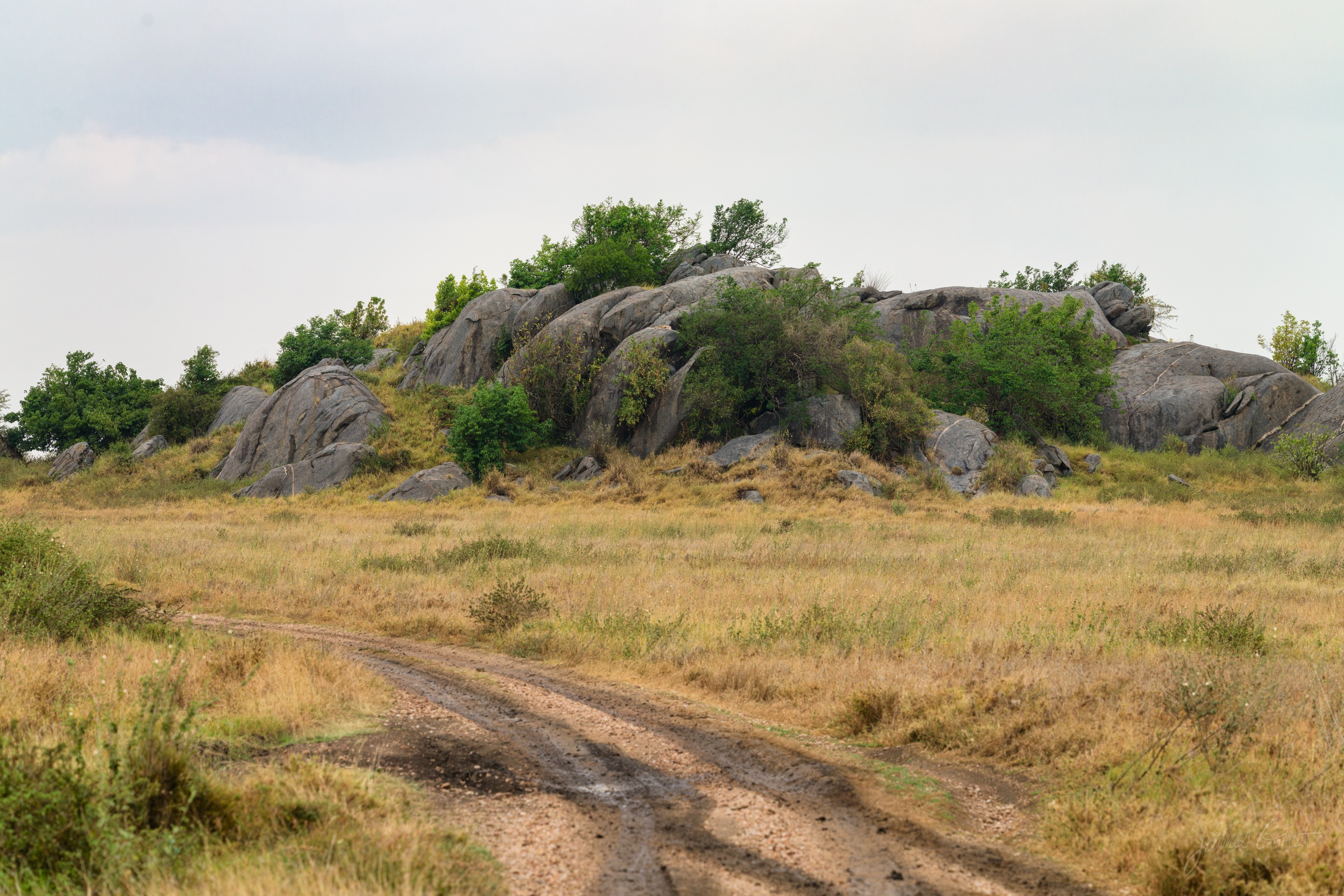 A kopje of stacked boulders with green shrubs growing in the crevices, dry grass around its base under a pale sky.