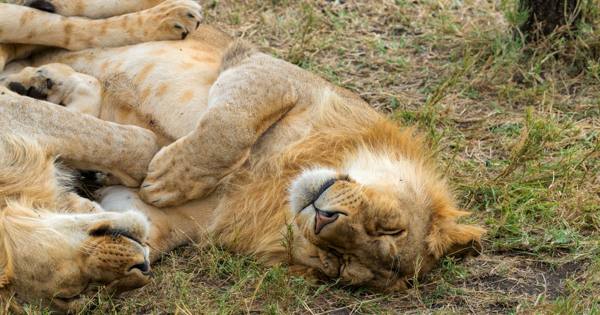 Lions, mid-afternoon