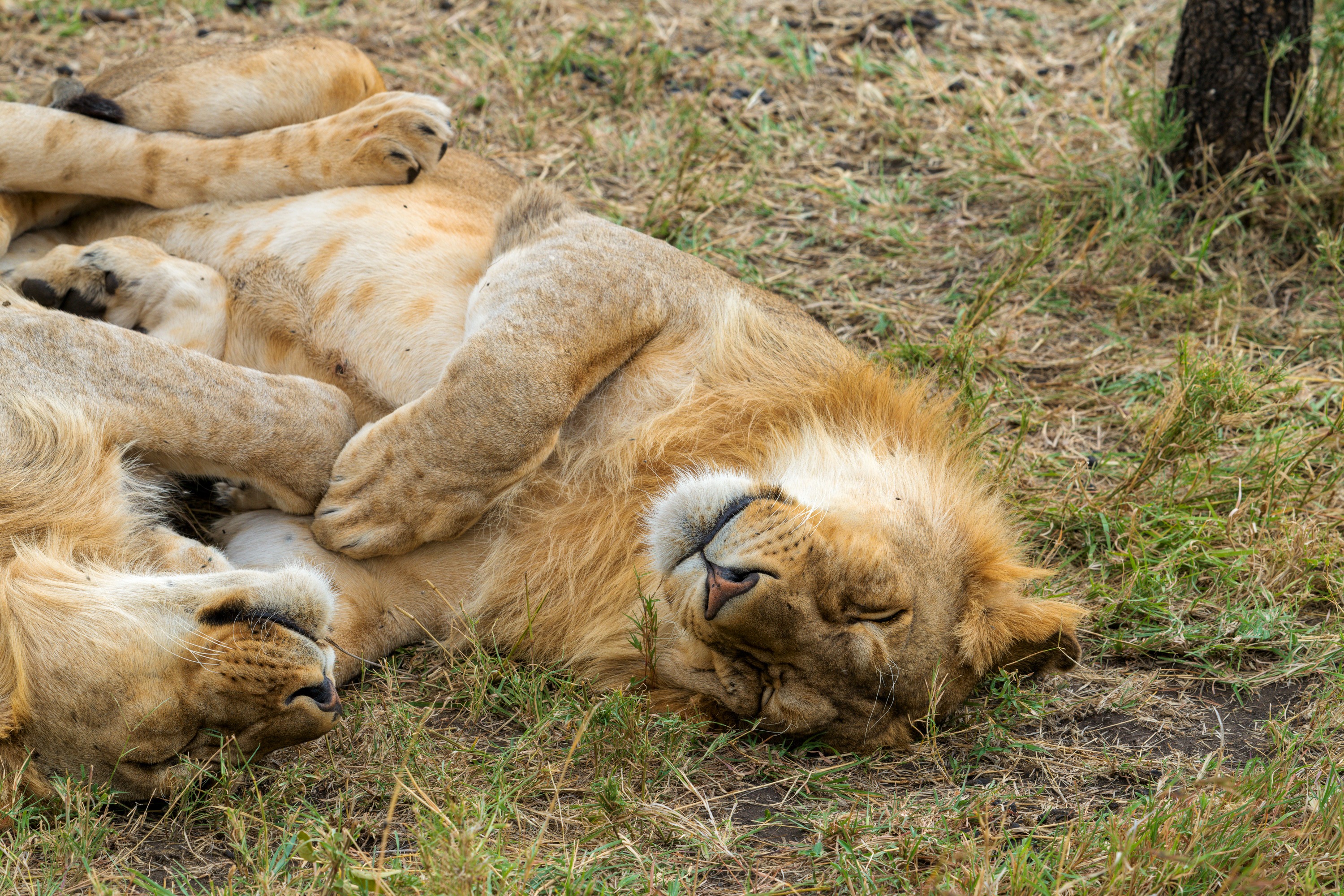 A male lion with a full dark mane lying on its side asleep in short grass, paws outstretched, other lions resting behind him.