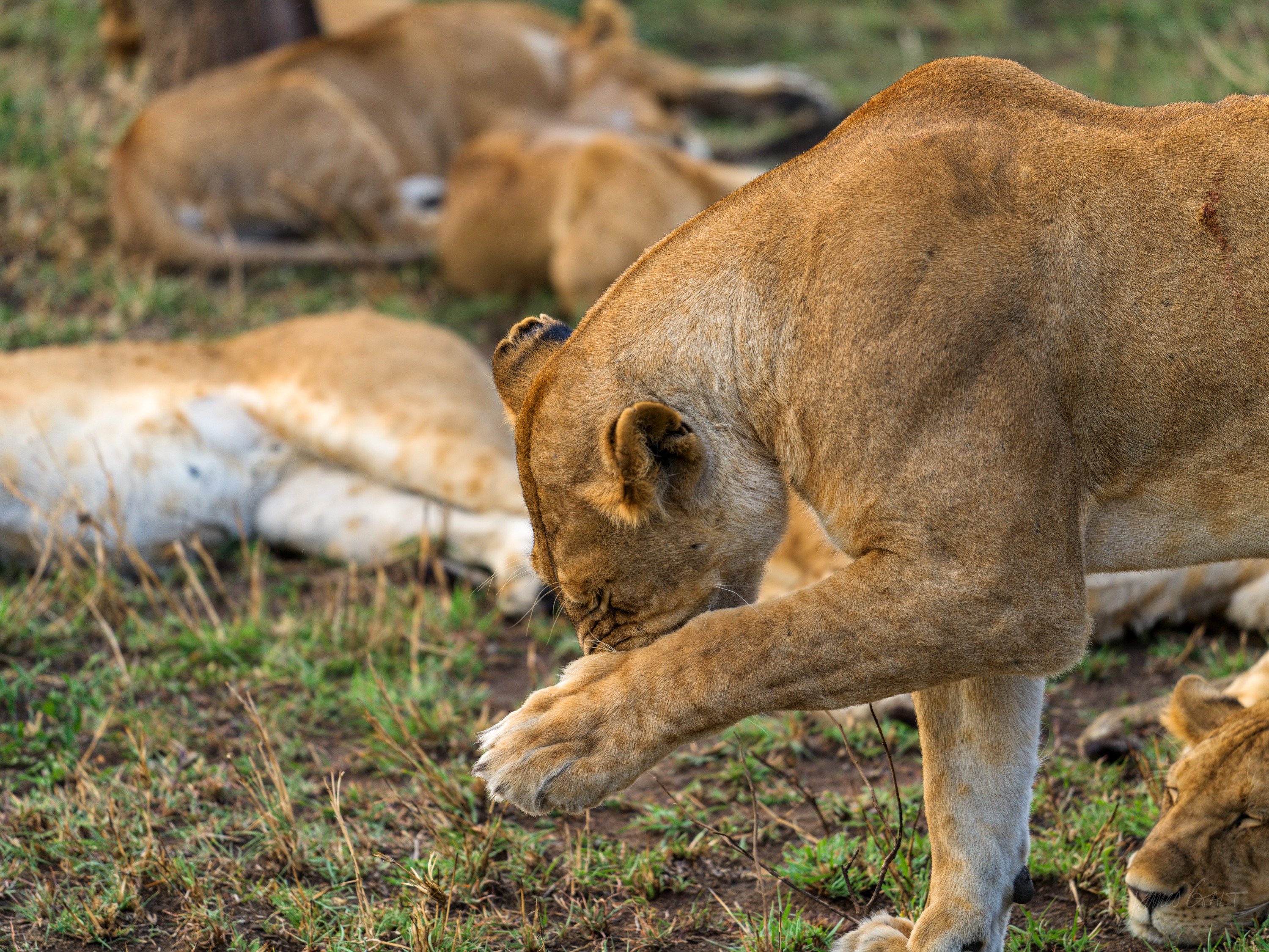A lioness walking through dry grass, head low and eyes forward, muscles working, warm afternoon light along her flank.