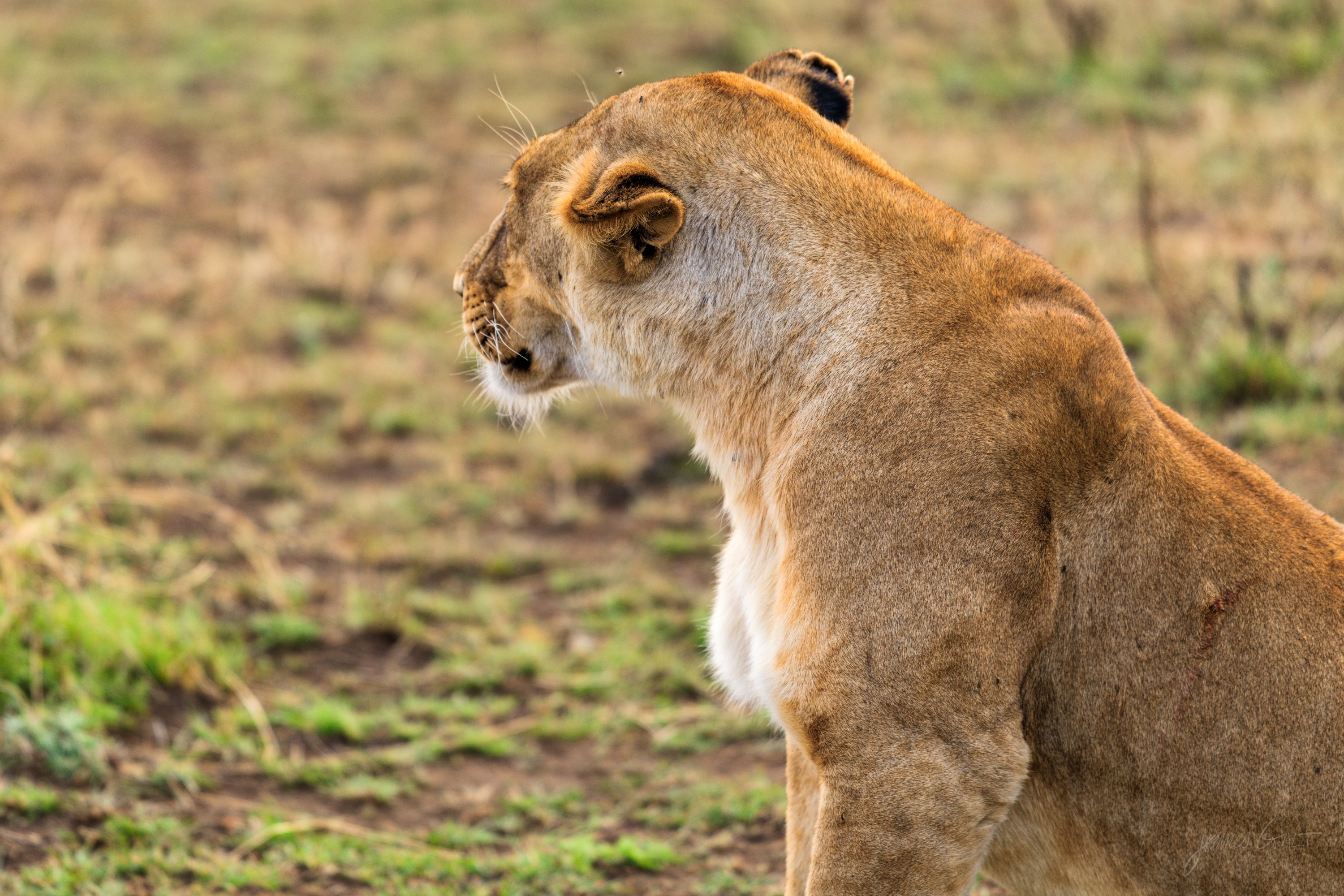 A lioness sitting upright in grass in profile, ears up, looking off to the left.