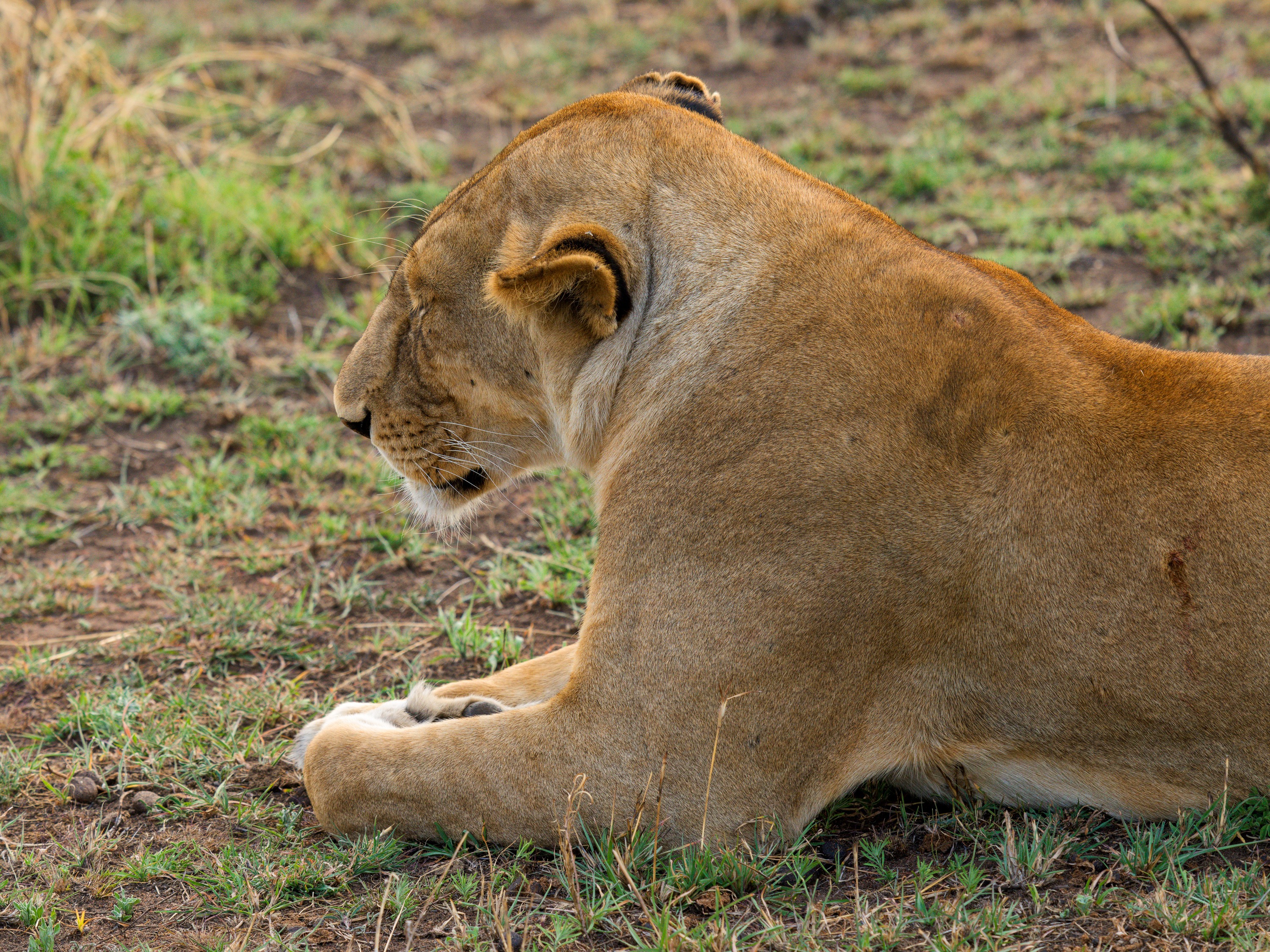 A second view of a lioness sitting in the grass, head slightly turned, softer light behind her.