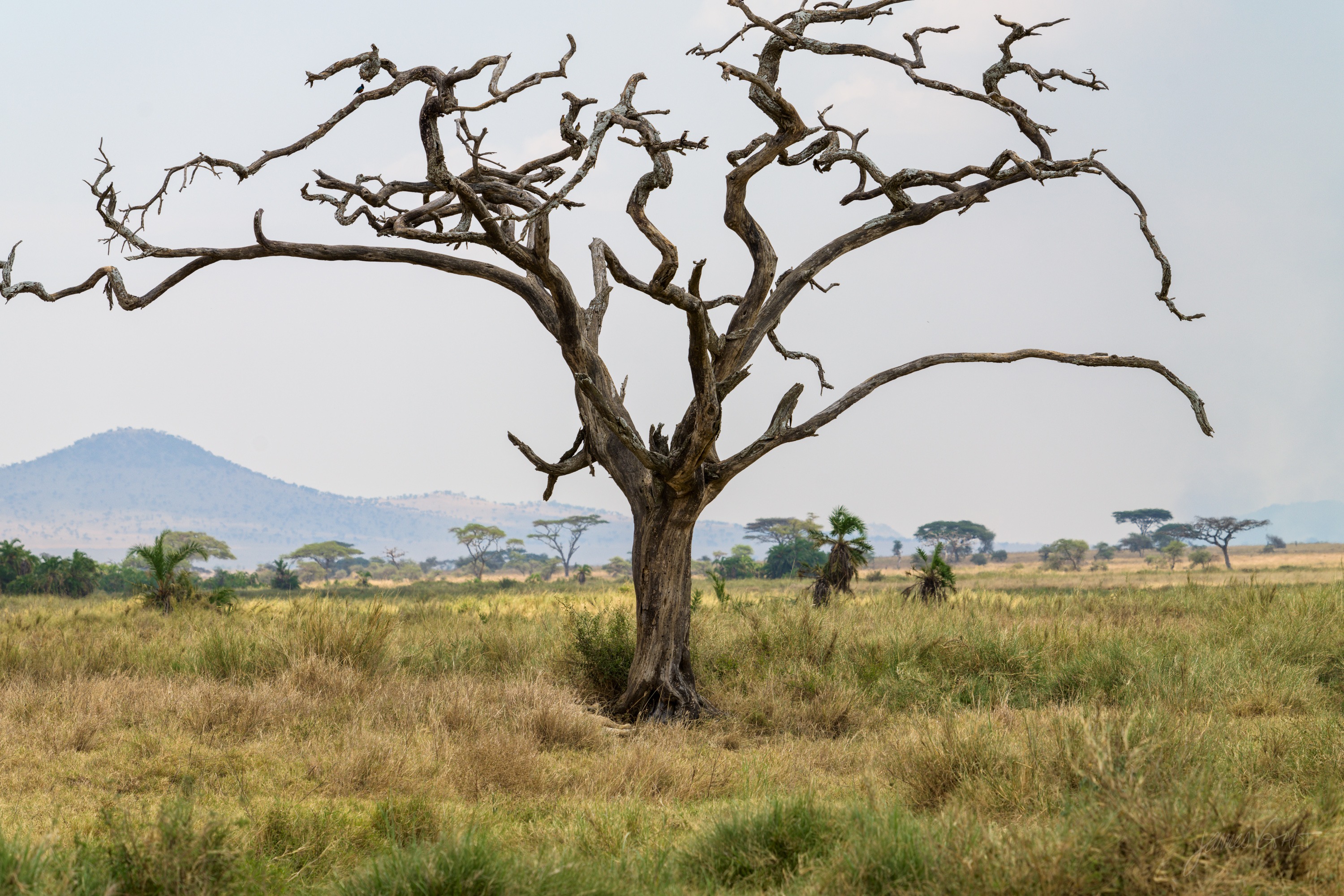 A bare, leafless acacia tree standing against a hazy plain and distant hills, its branches spread wide, dry grass around the base.