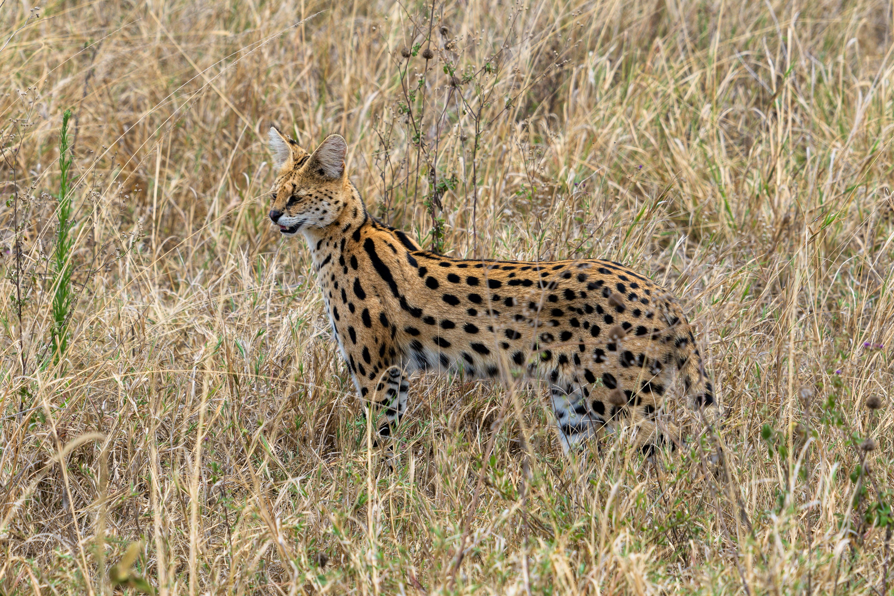A serval, a slender spotted cat with tall ears and long legs, standing in tall dry grass in profile, alert, only its upper body clear of the stems.