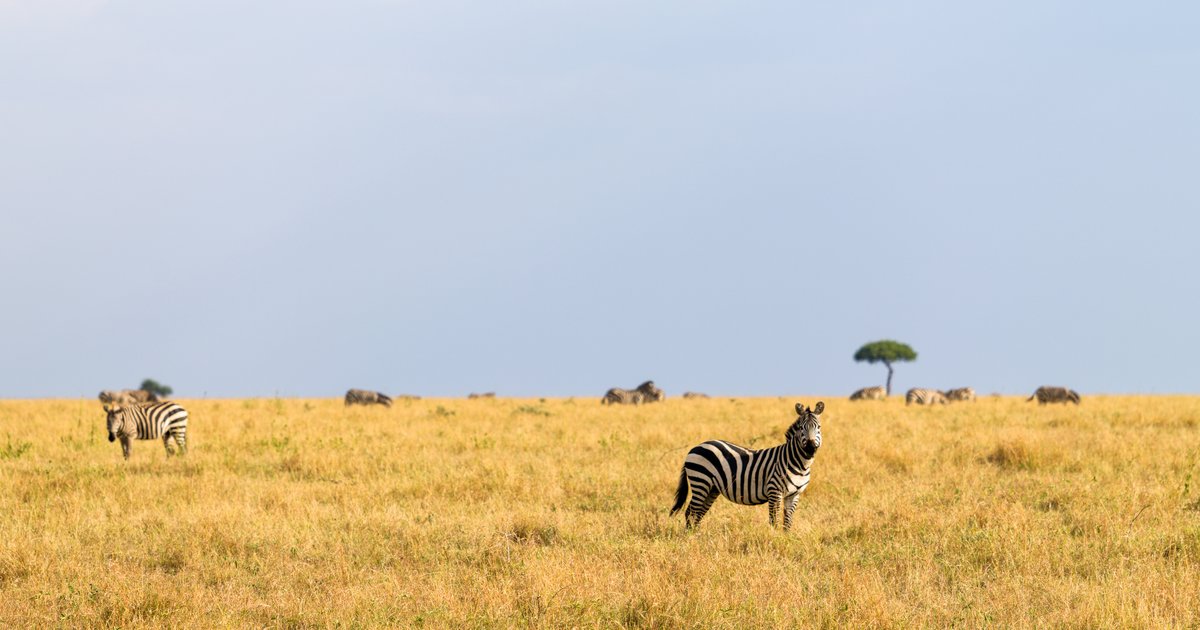 On the plains