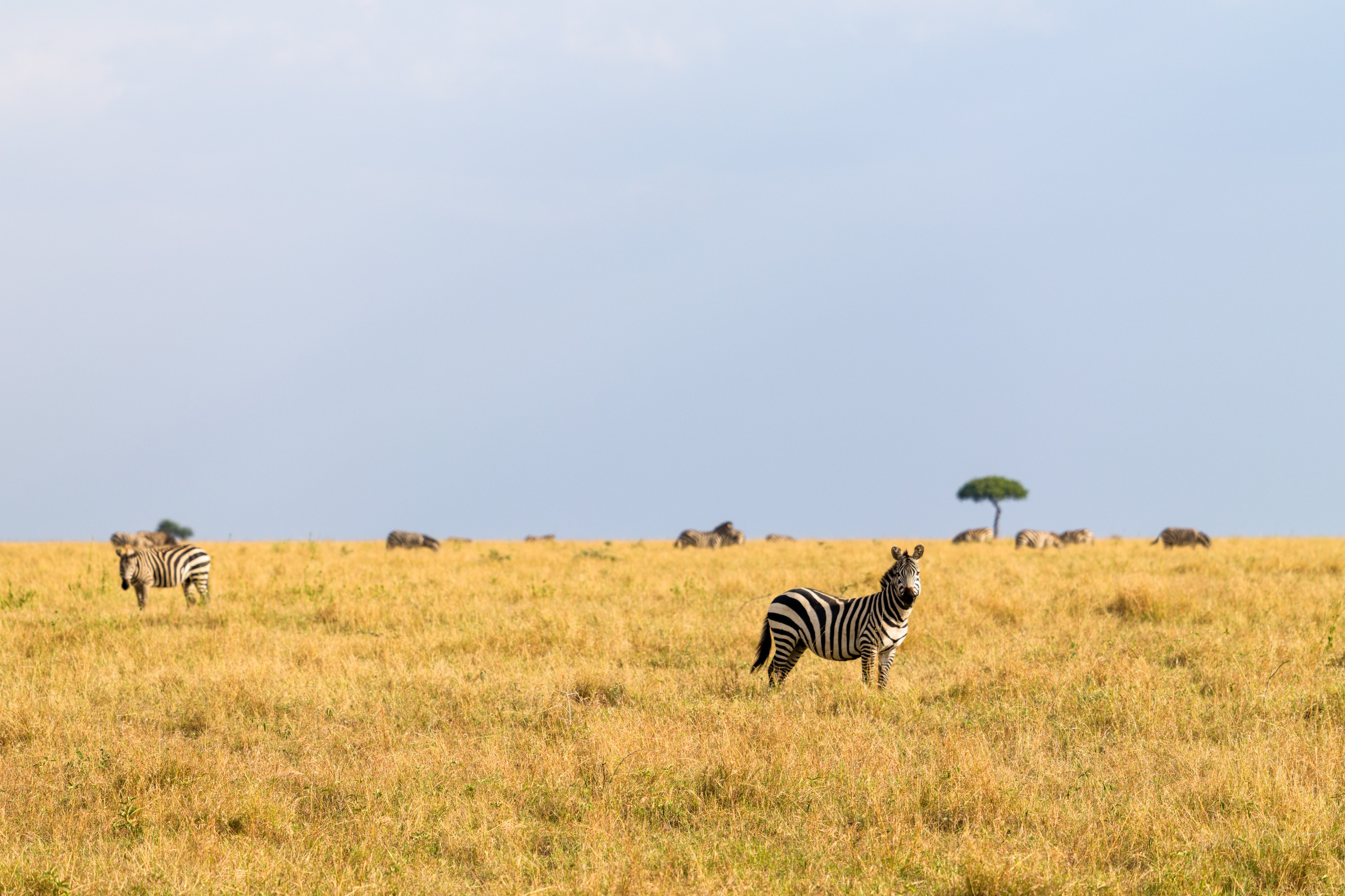 Several zebra standing and grazing on open short-grass plains, their stripes crisp against the dry ground, a hazy horizon behind.