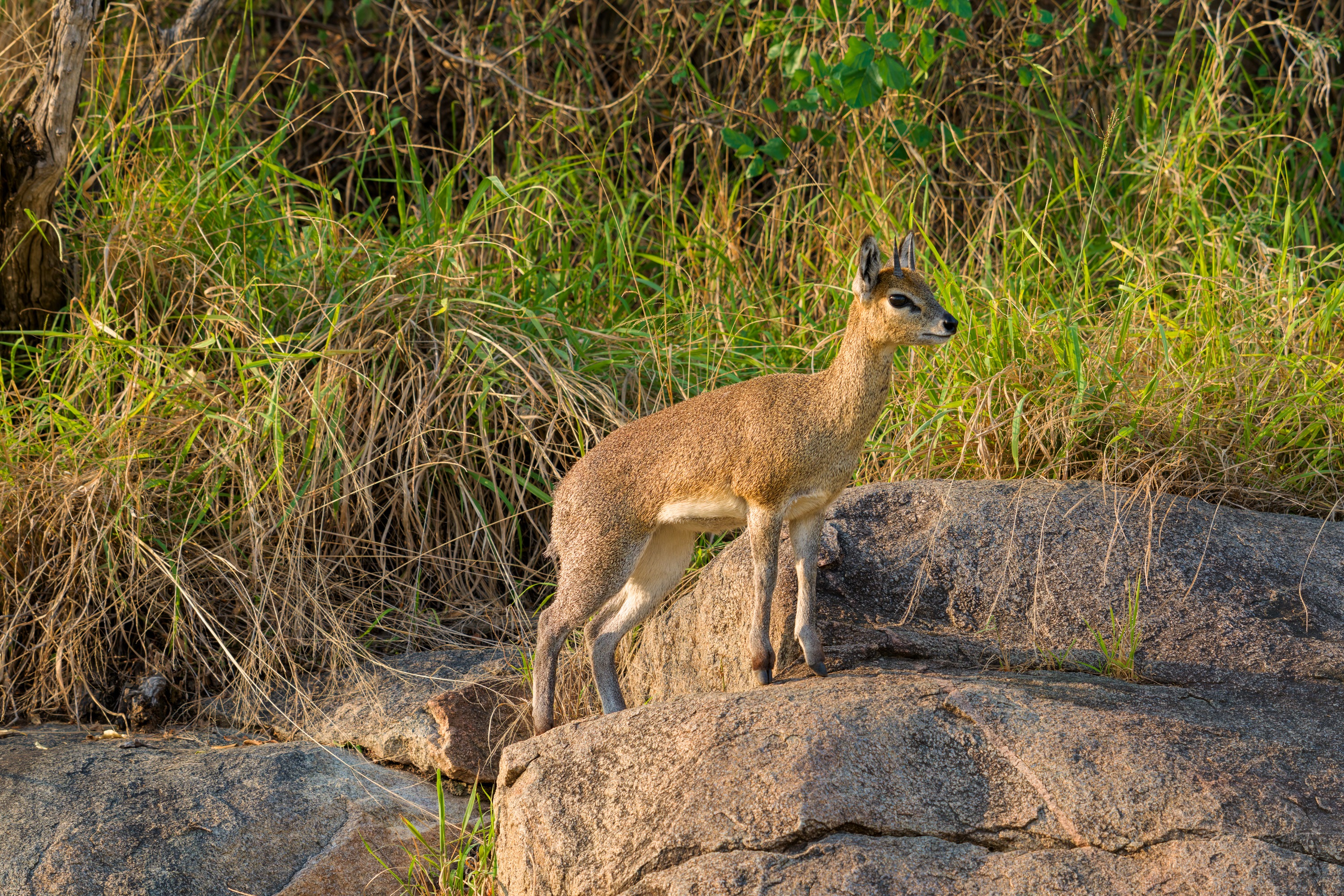 A small antelope standing on a jumble of grey boulders above the grass, alert, looking down toward the track.