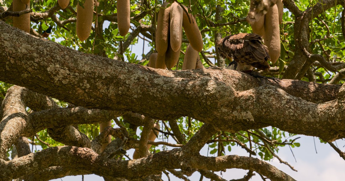 Lions in the tree