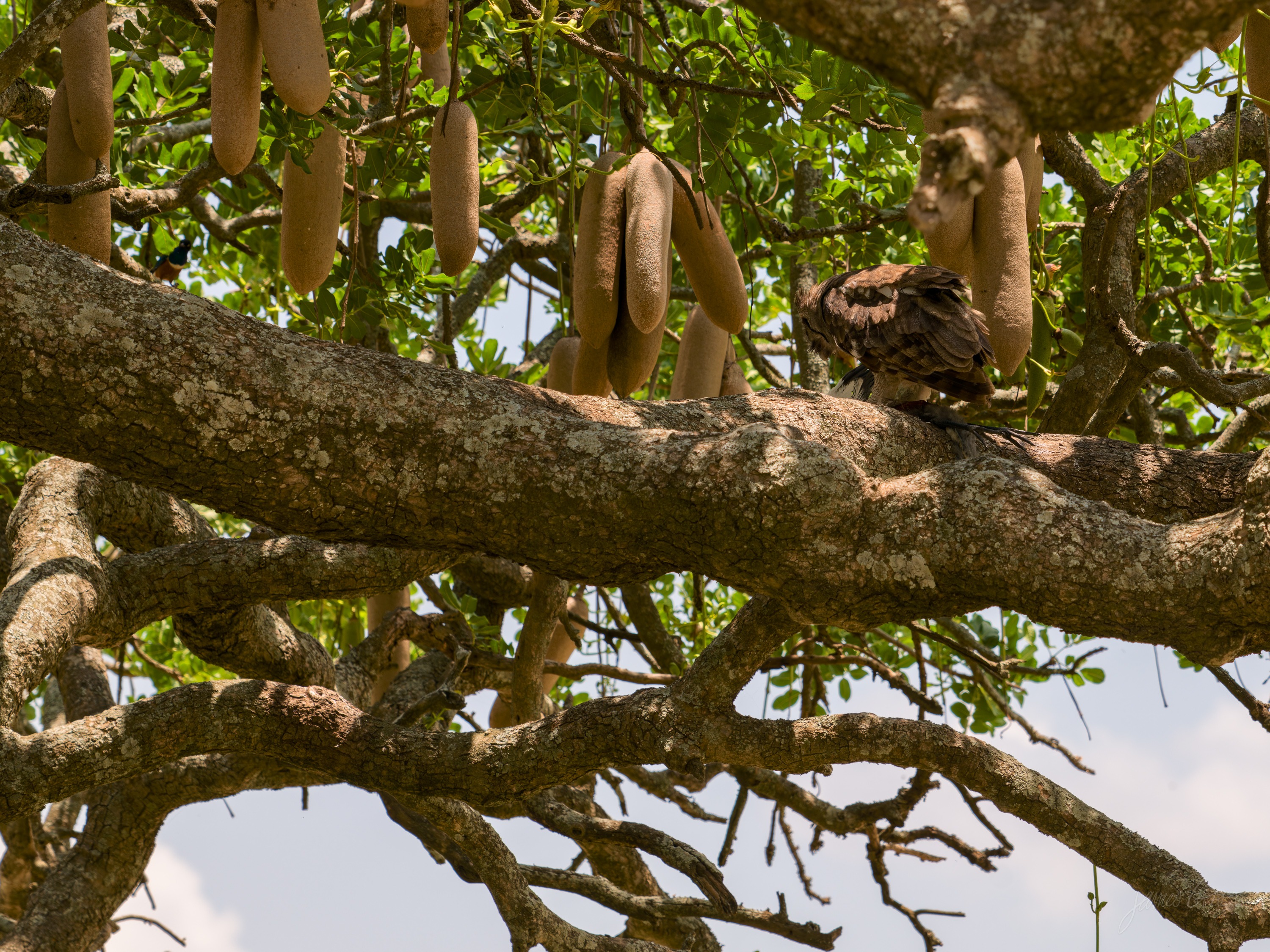 Two lions lying draped over the thick horizontal branches of a large tree, legs hanging down, green foliage around them.