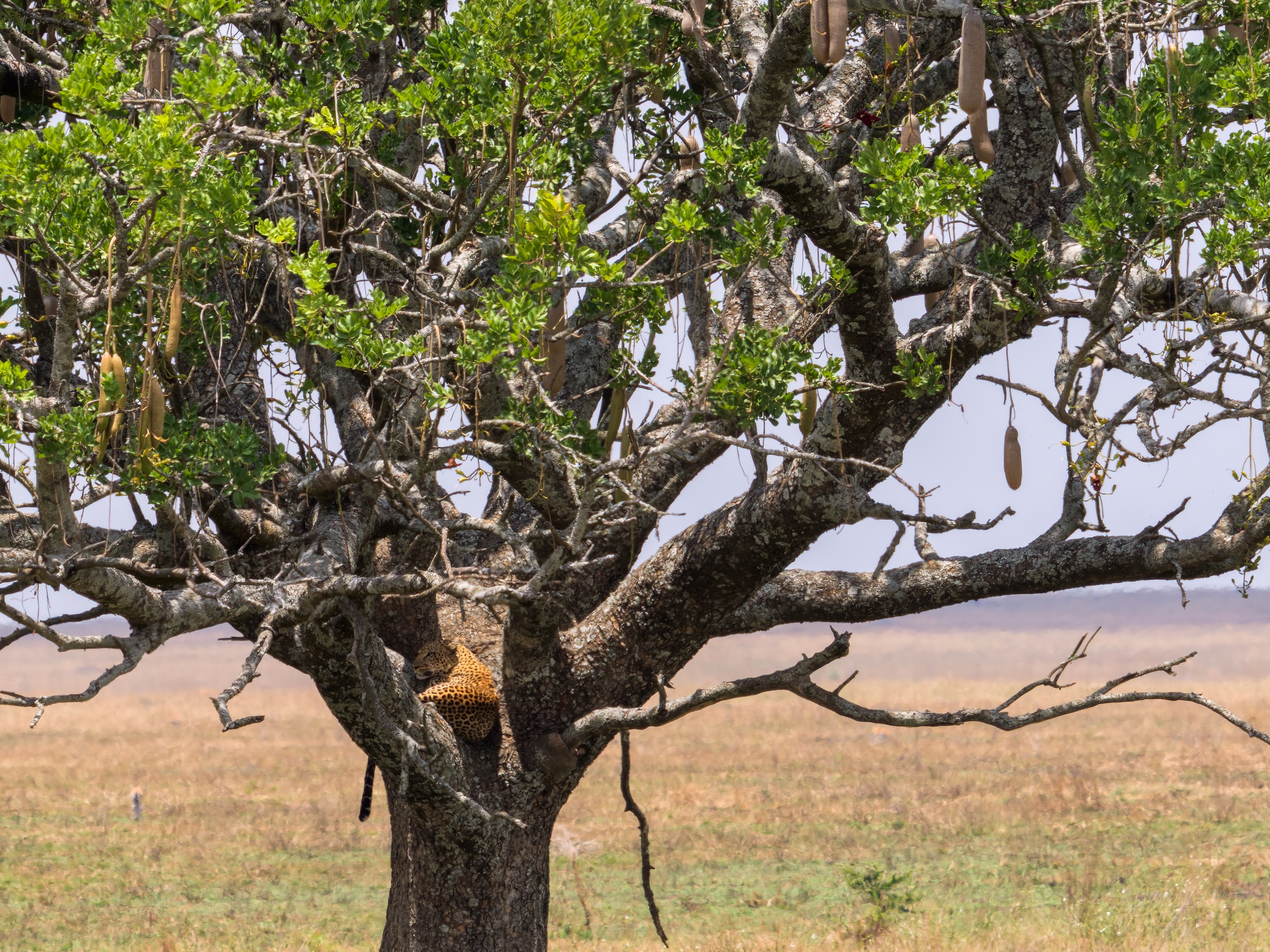 A lion stretched along a high branch of a broad tree, seen against the sky and leaves, the trunk and lower branches spreading below.