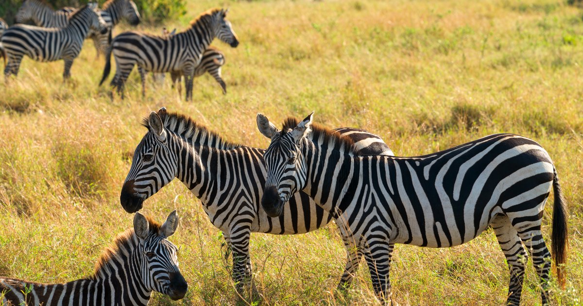 Zebra, morning