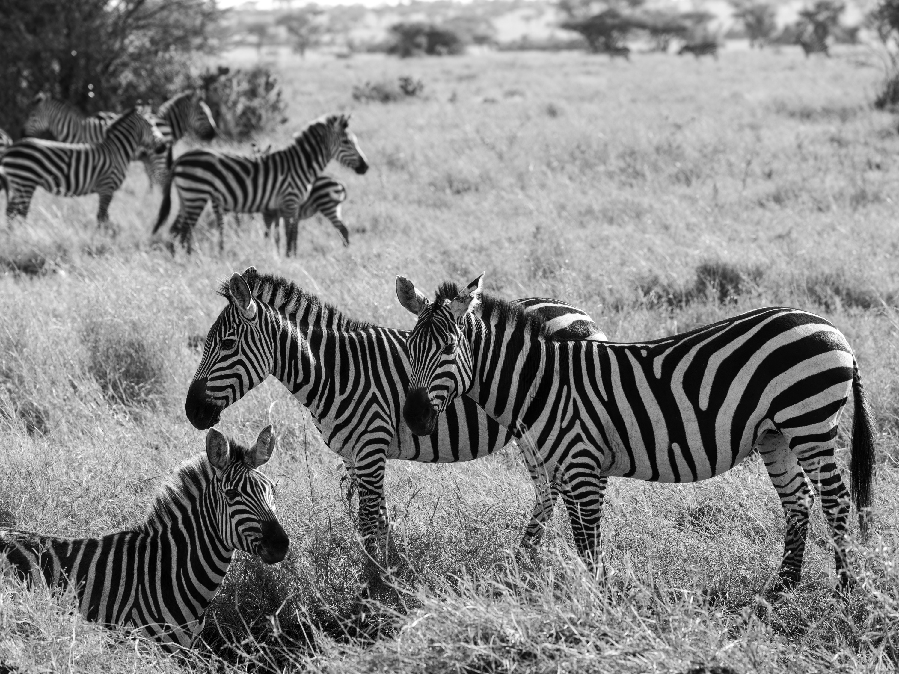 Black and white photograph of zebra standing in tall grass, their stripes strong against the pale background, more of the herd soft behind them.