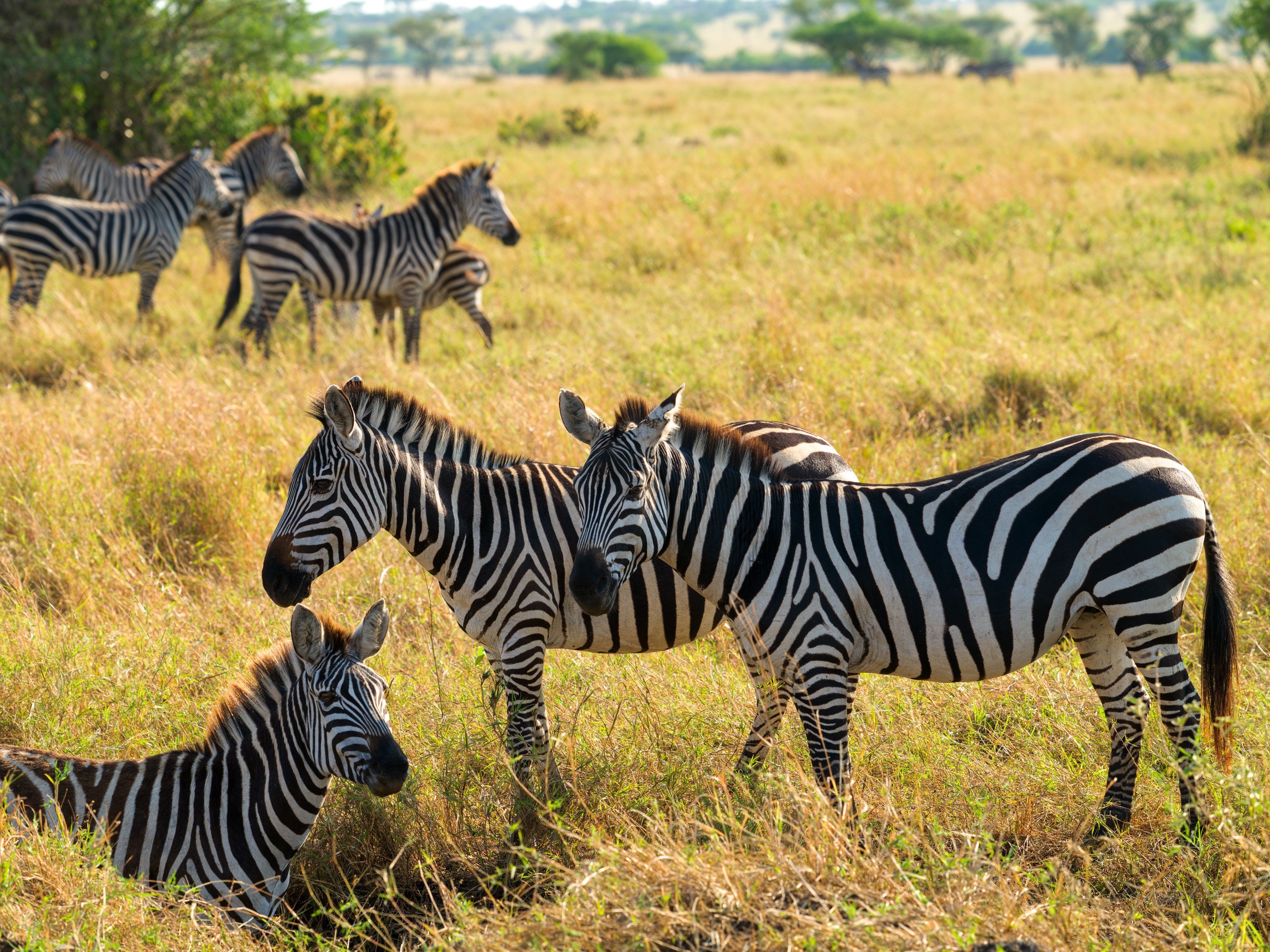 The same zebra in colour, standing in golden morning grass, stripes sharp, warm early light across the plain.