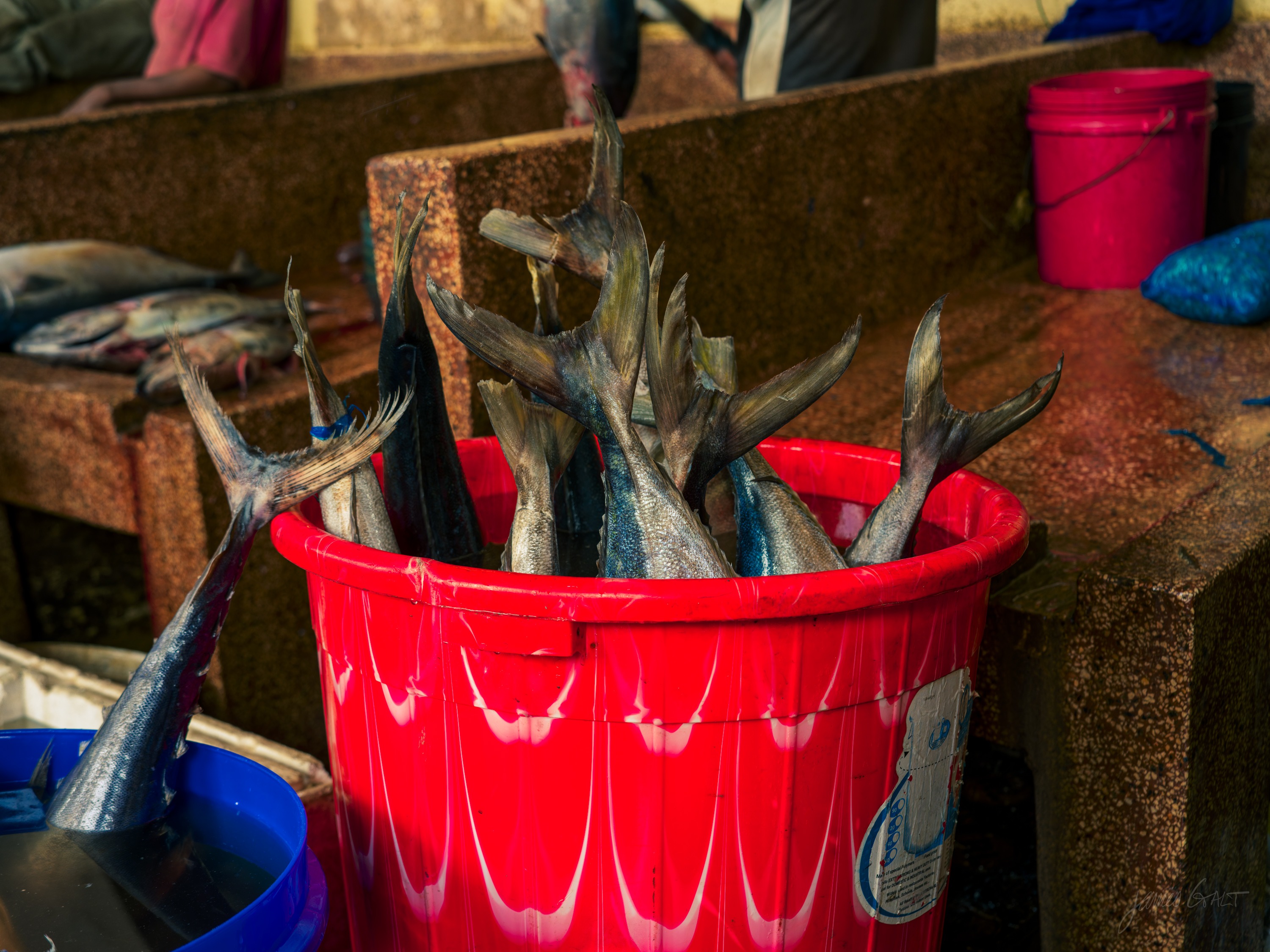 Several silver fish piled in a bright red plastic bucket on the ground at a market, another blue bucket beside it, wet pavement around them.