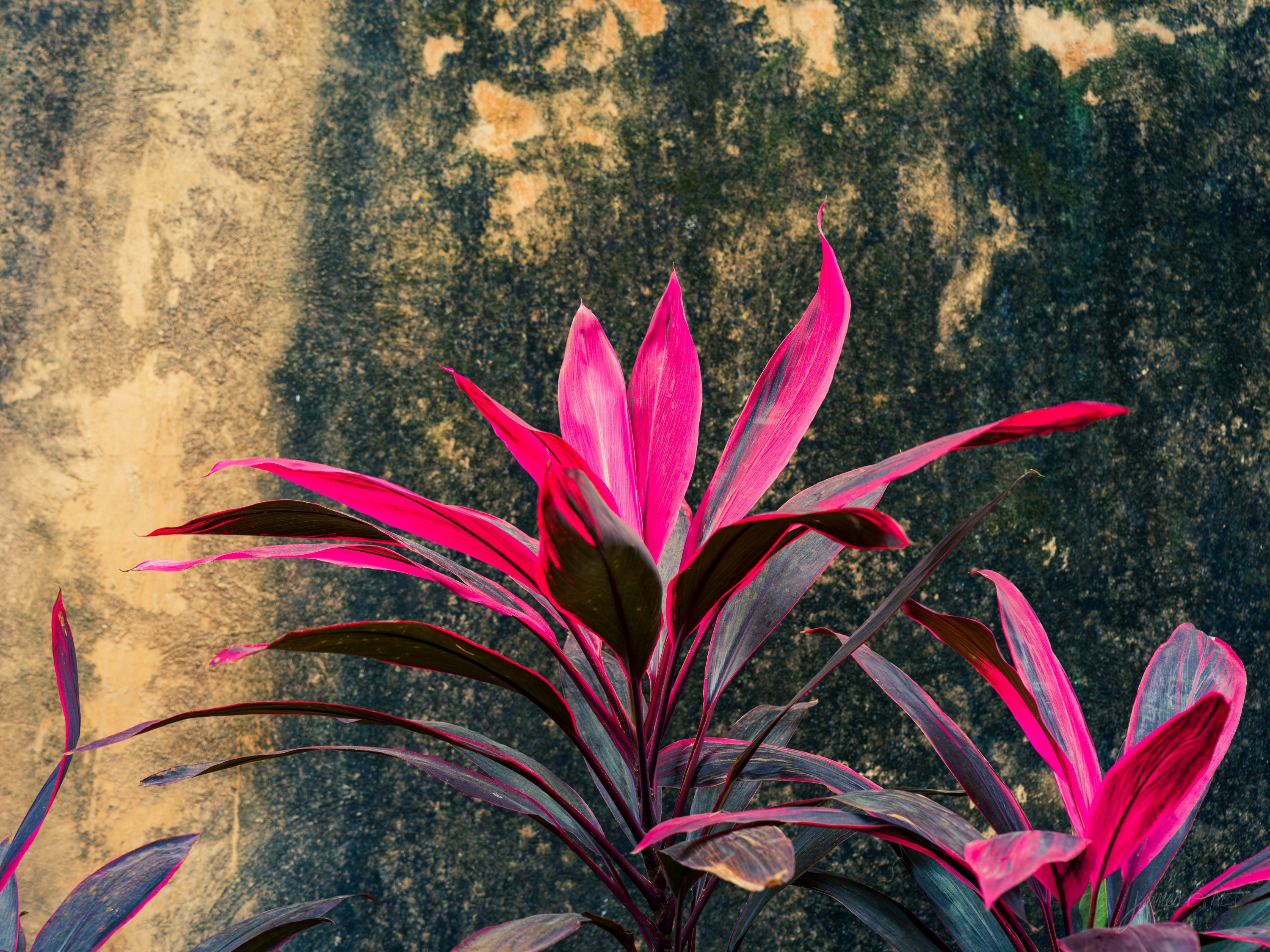 A plant with deep pink and red leaves growing against a weathered, water-stained wall, warm light across the foliage.
