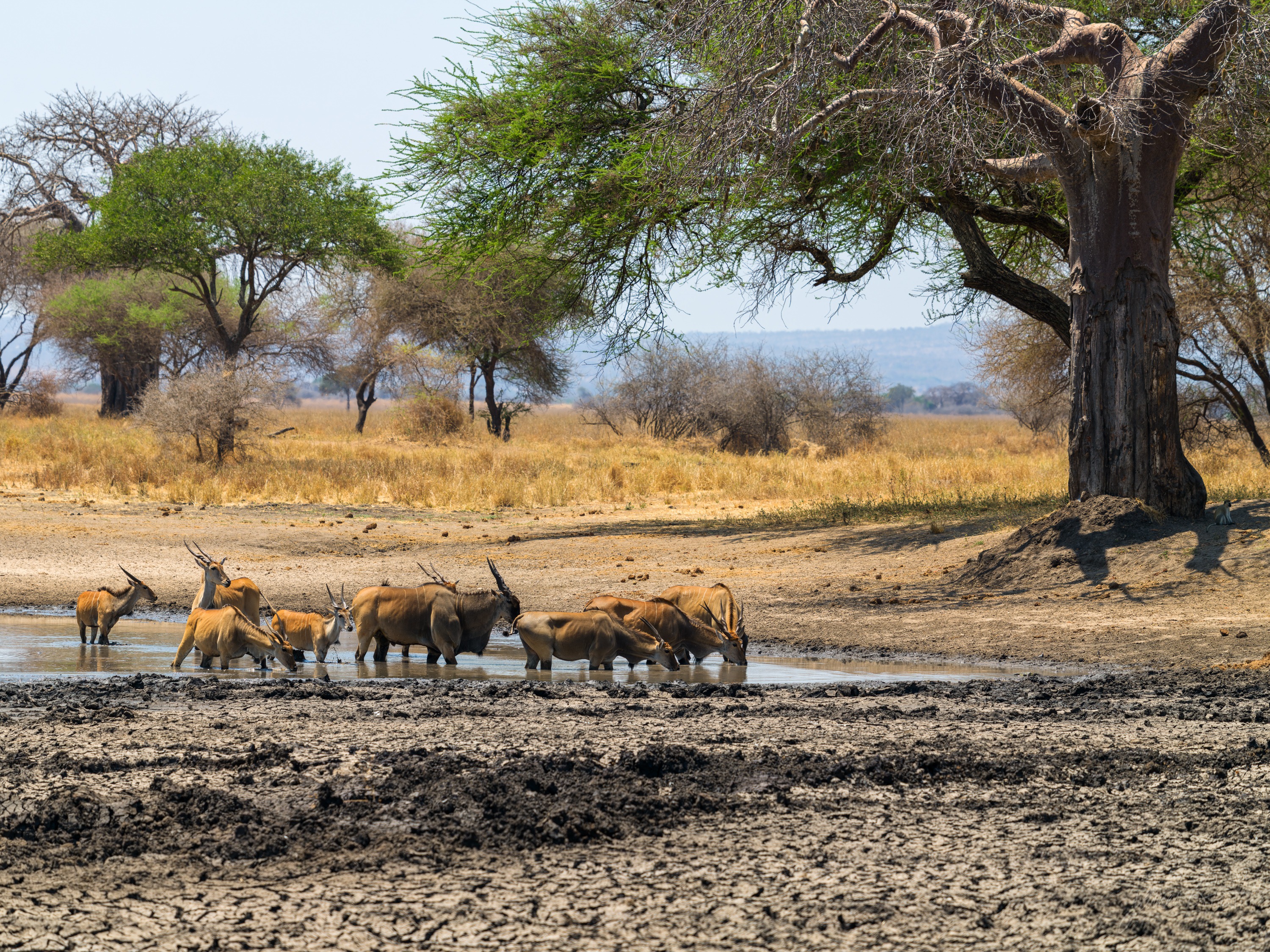 A herd of impala gathered on dry ground near a waterhole beneath a large spreading tree, more animals scattered across the plain behind them.