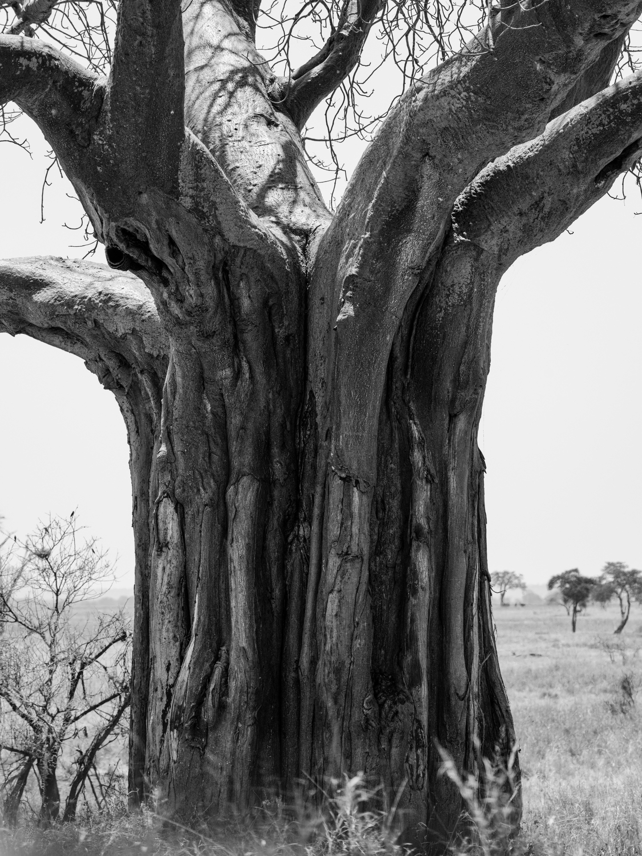 A single massive baobab in black and white, its swollen trunk and bare branching crown filling the frame against a pale sky, small figures at its base for scale.