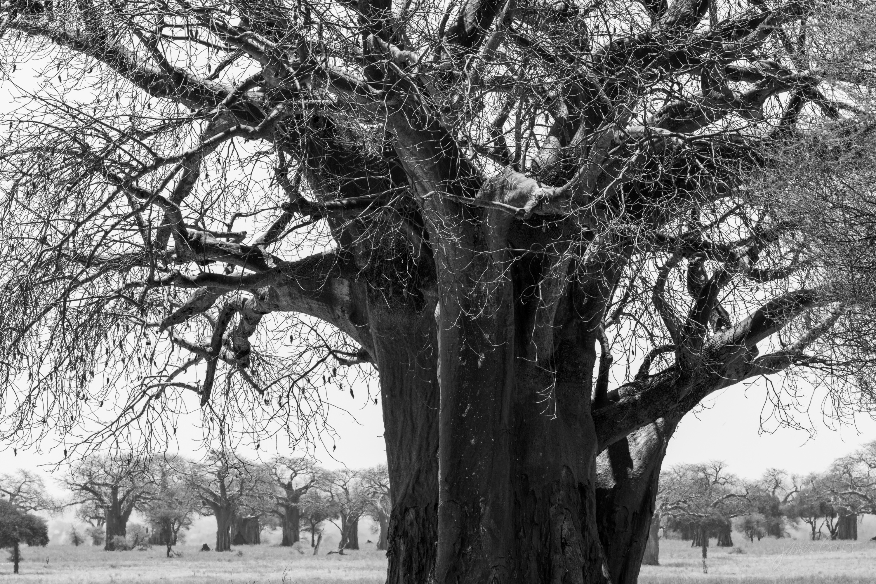 A wider black and white view of the baobab and the plain around it, the great tree standing over dry grass and scattered scrub.