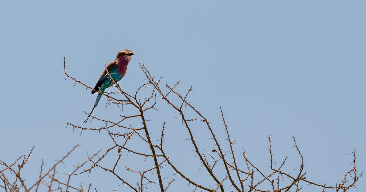 Tarangire birds