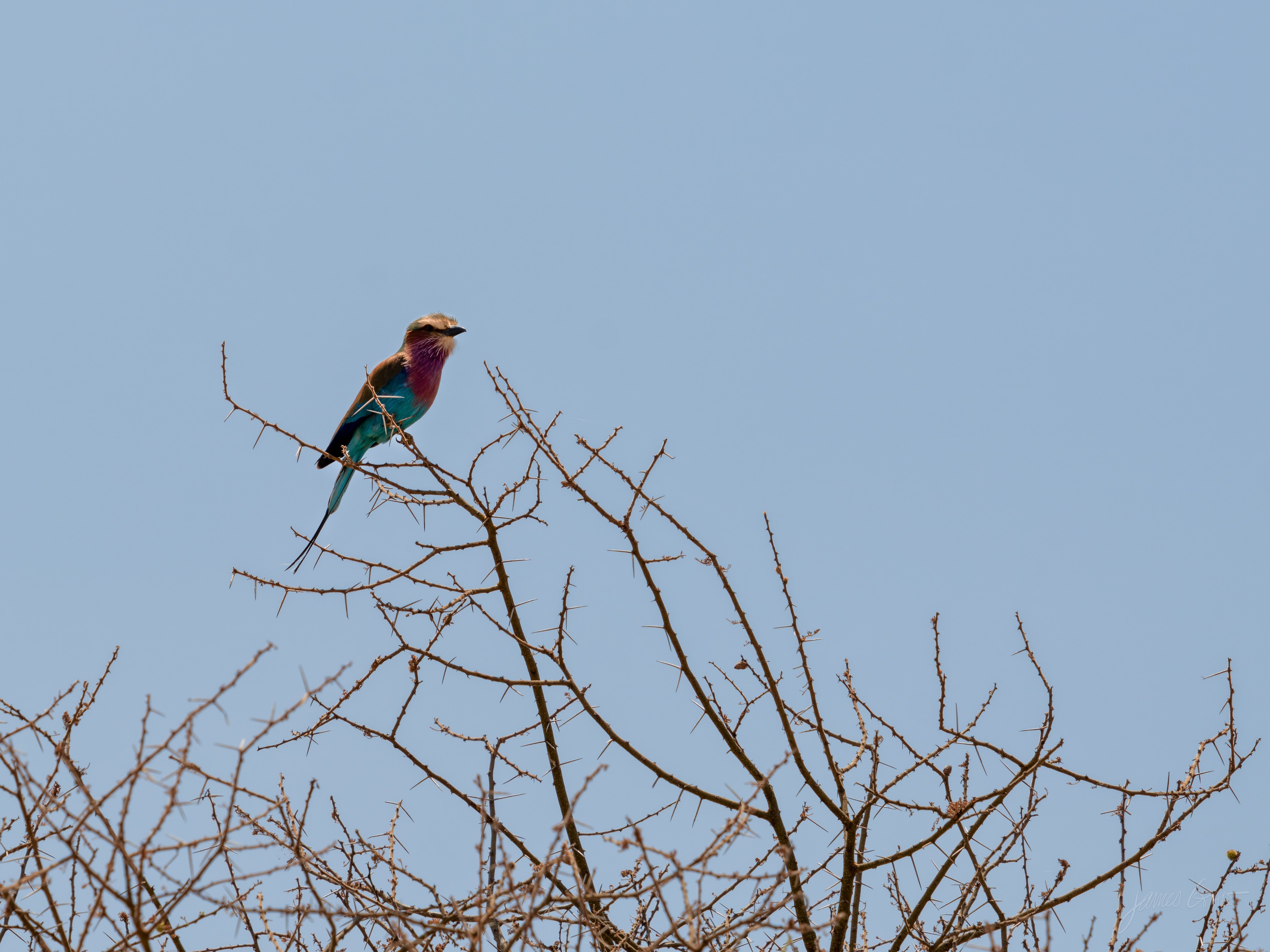 A lilac-breasted roller perched on a bare twig, its turquoise, lilac and rufous plumage bright against a pale sky.