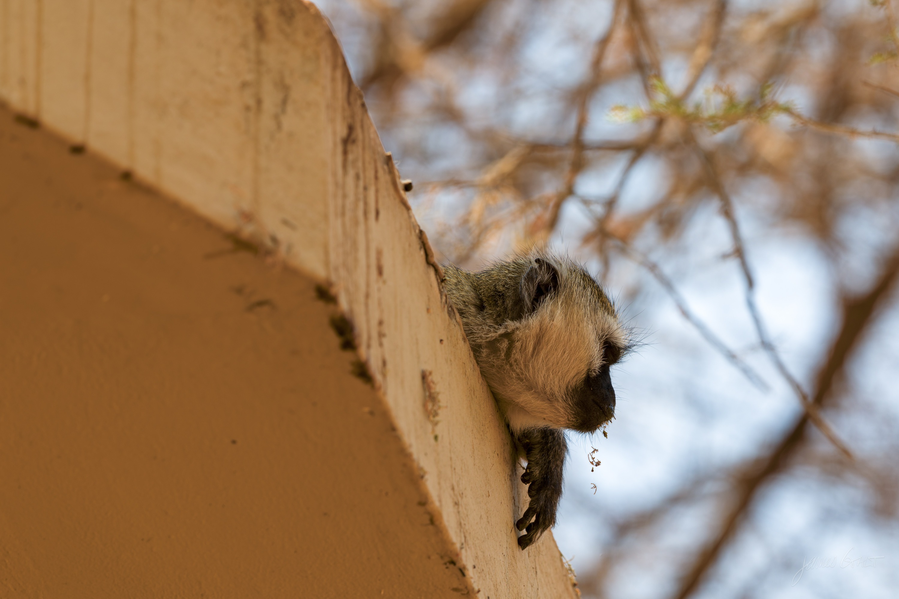 A woven bird nest tucked under the eave of a building, dry grass strands hanging down, a small bird partly visible at the entrance.