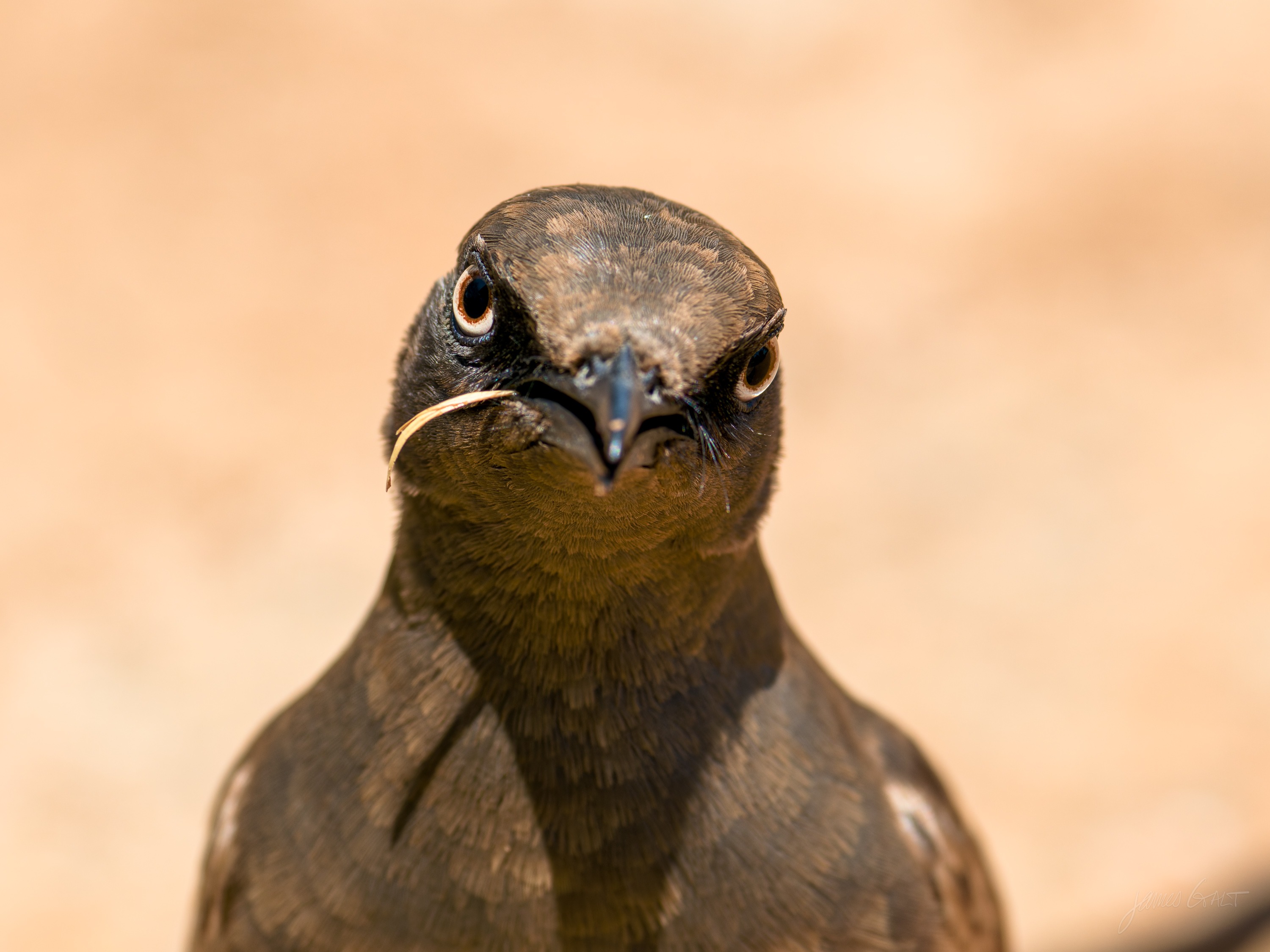 A bird photographed head-on, facing the camera with a curved beak and dark eyes, its body a soft blur behind.