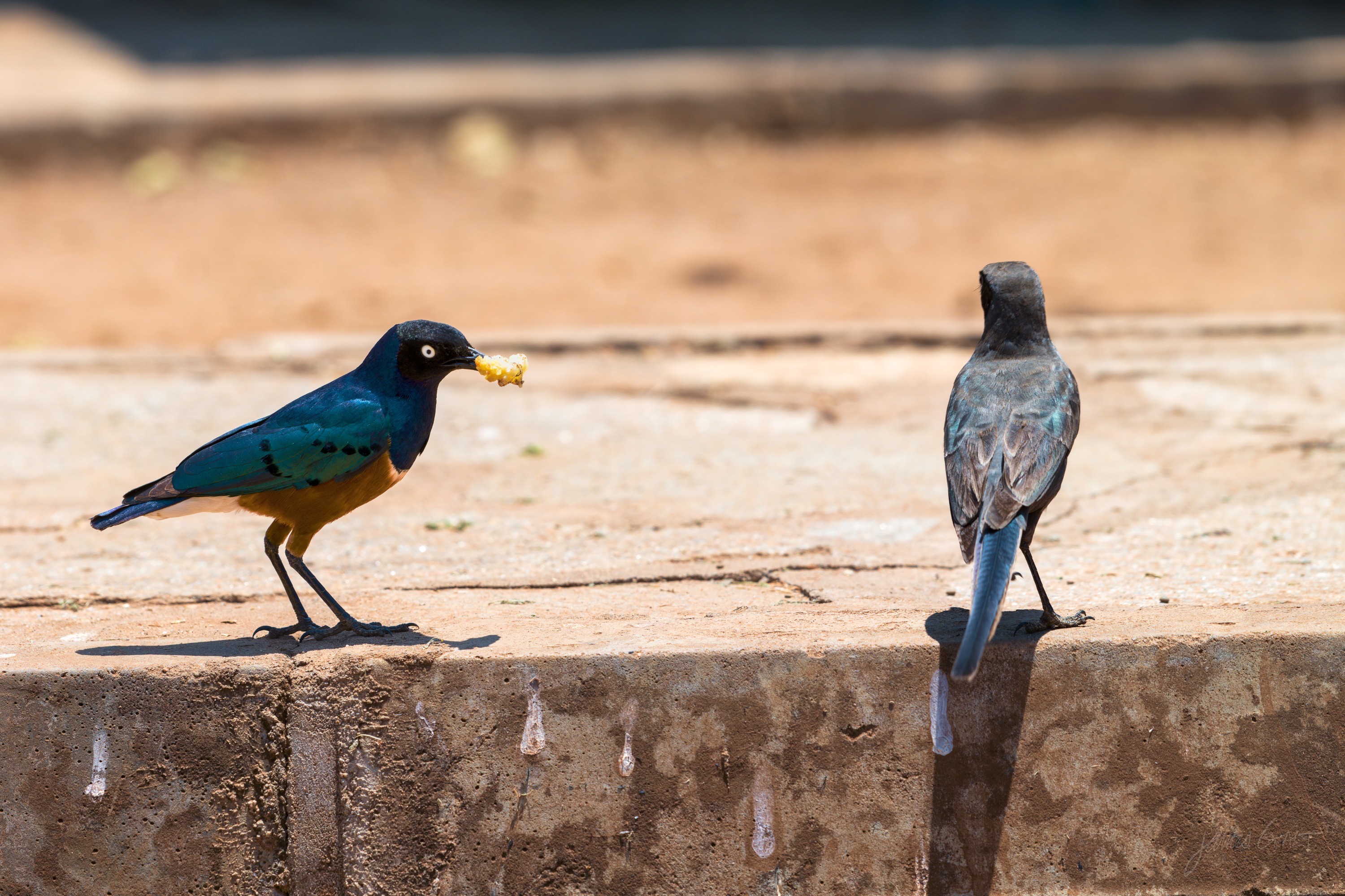 Two starlings perched on a low wall, one with iridescent plumage, looking in different directions.