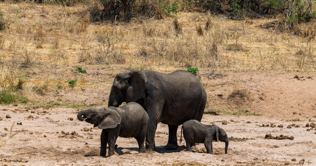 Tarangire elephants