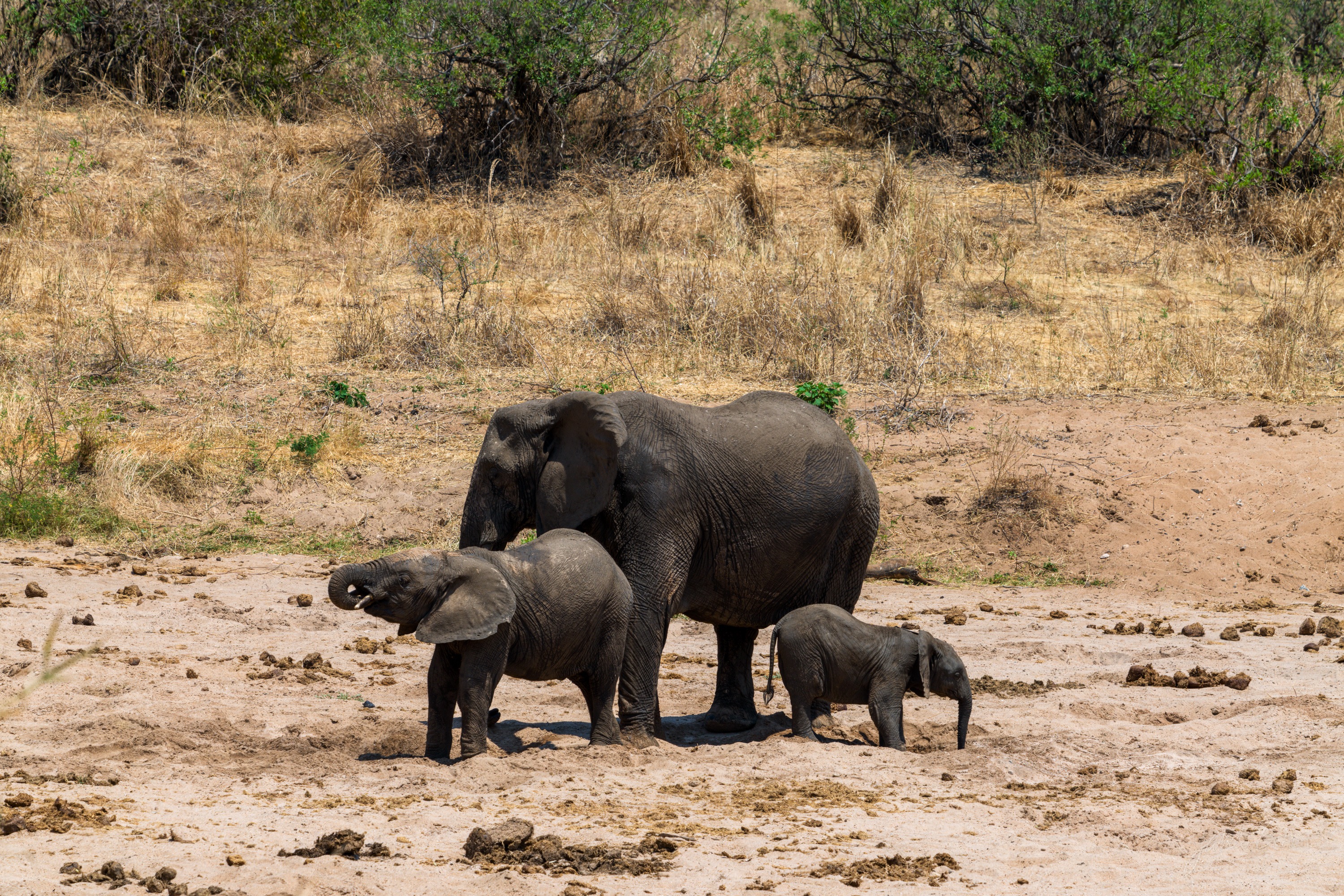 An elephant family crossing dry open ground, two small calves among the adults, low scrub and trees behind them.