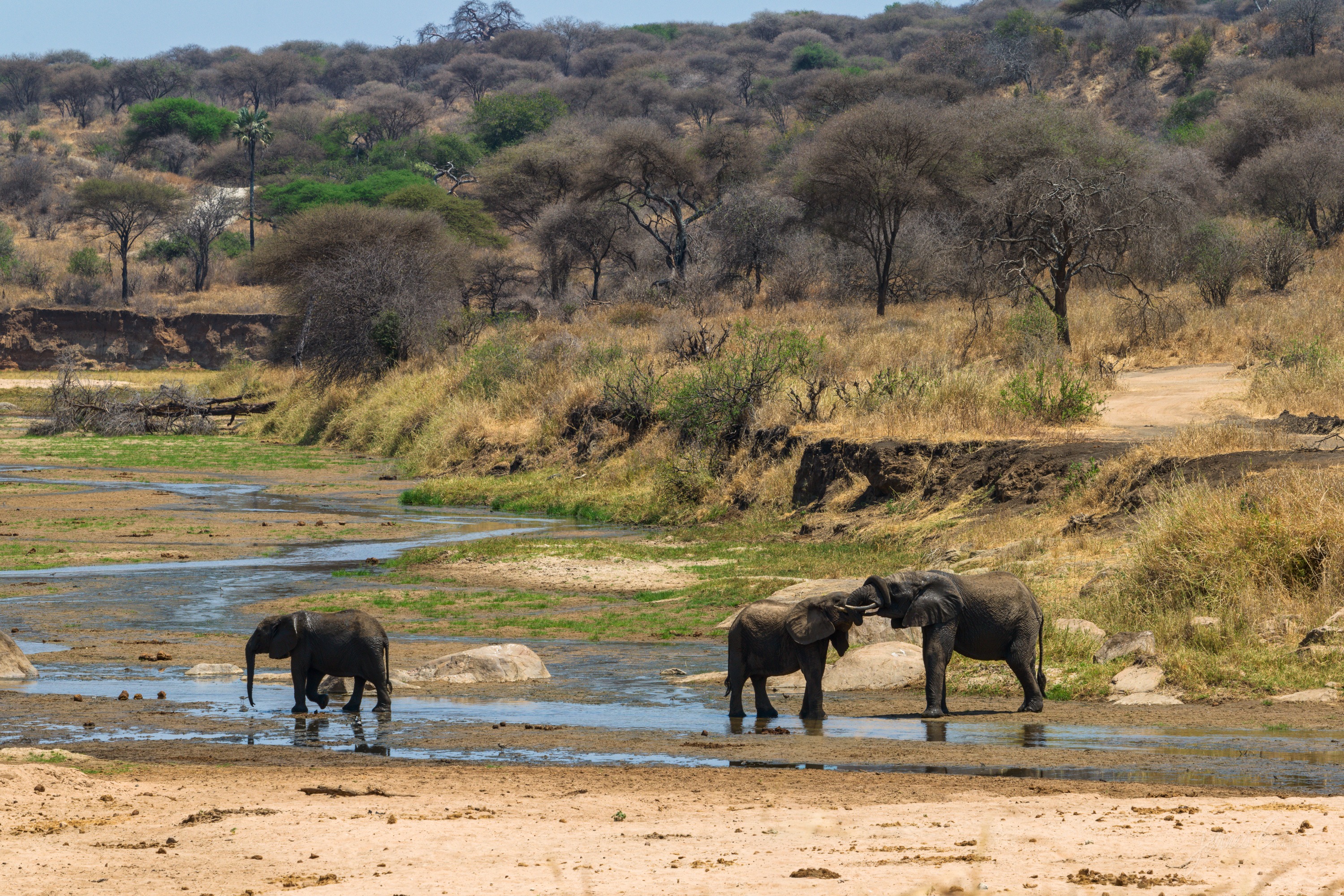 Several elephants gathered at a waterhole, some drinking with trunks down, a green fringe of vegetation around the water.