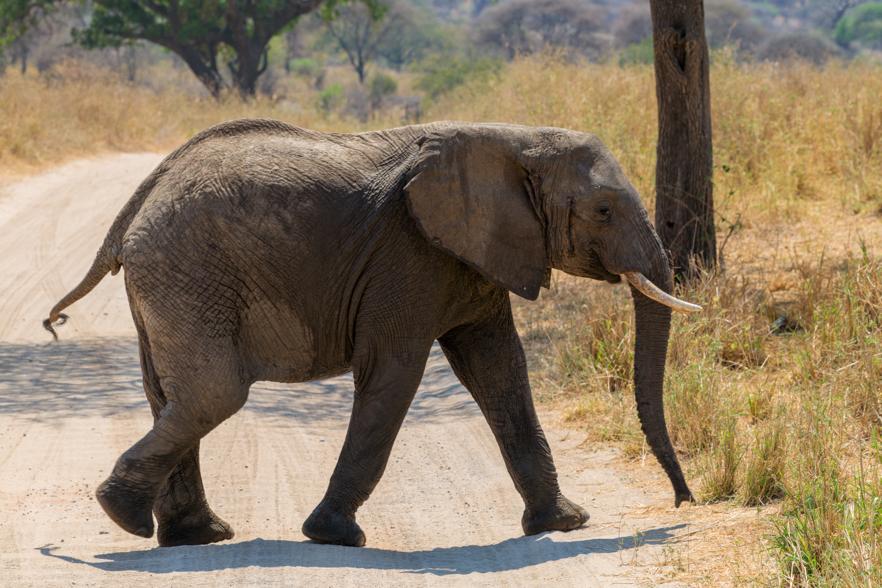 A single elephant walking across a dirt track, trunk lowered, dust and dry grass around it.