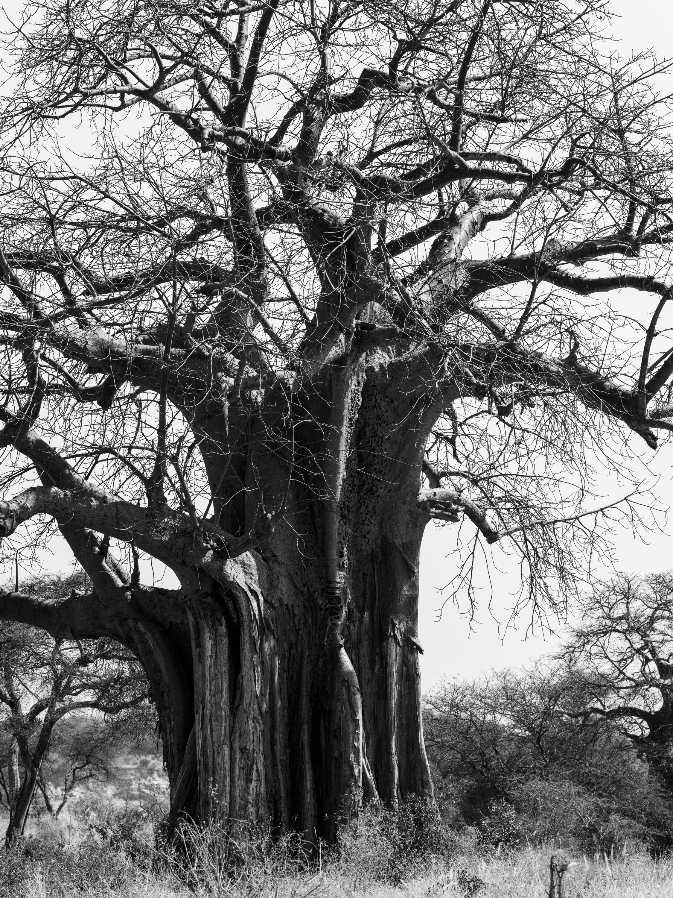A large baobab in black and white standing against a pale sky, its bare branches spread wide over dry grassland.