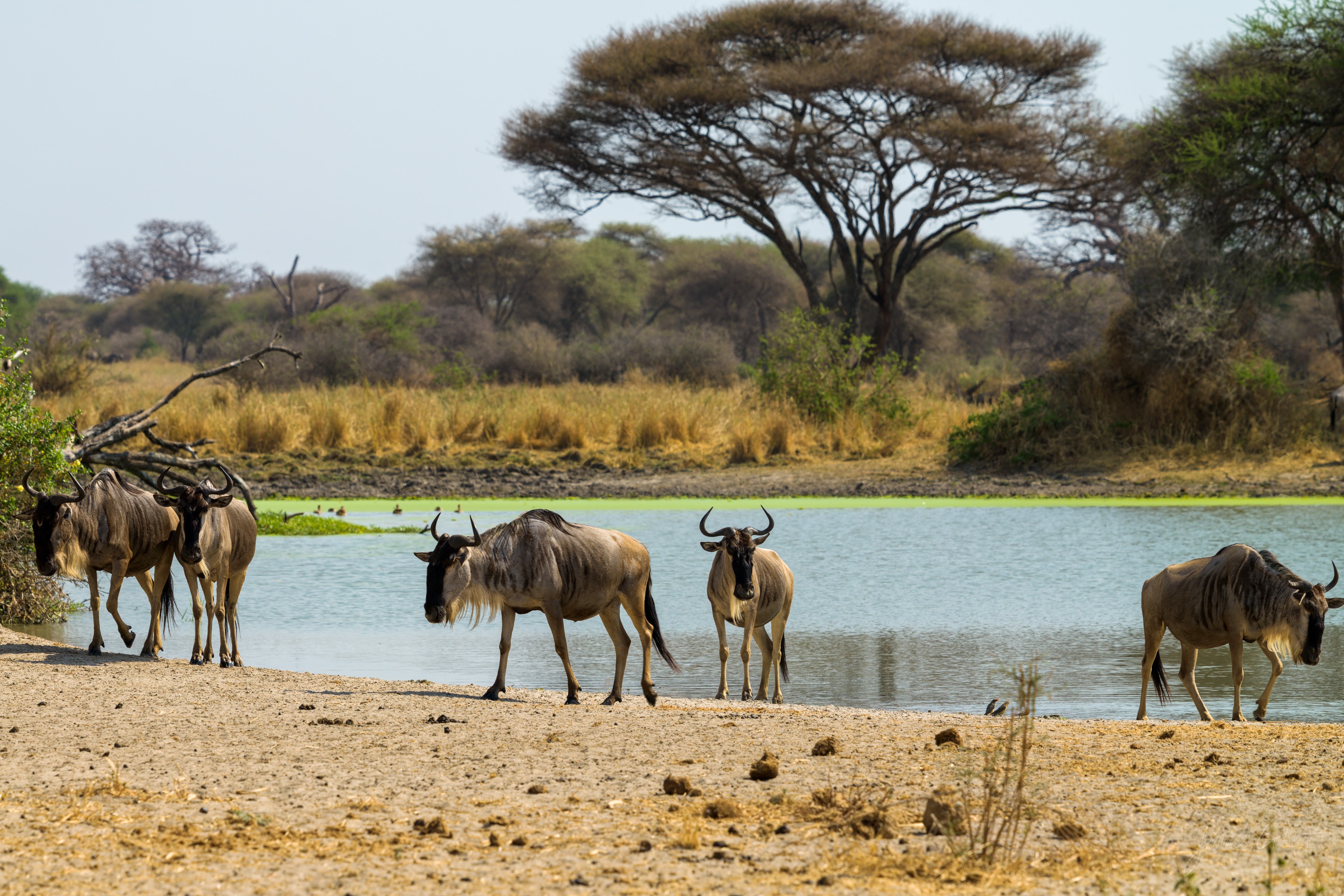 Wildebeest gathered at the edge of a waterhole ringed with trees, some drinking, reflections in the shallow water.